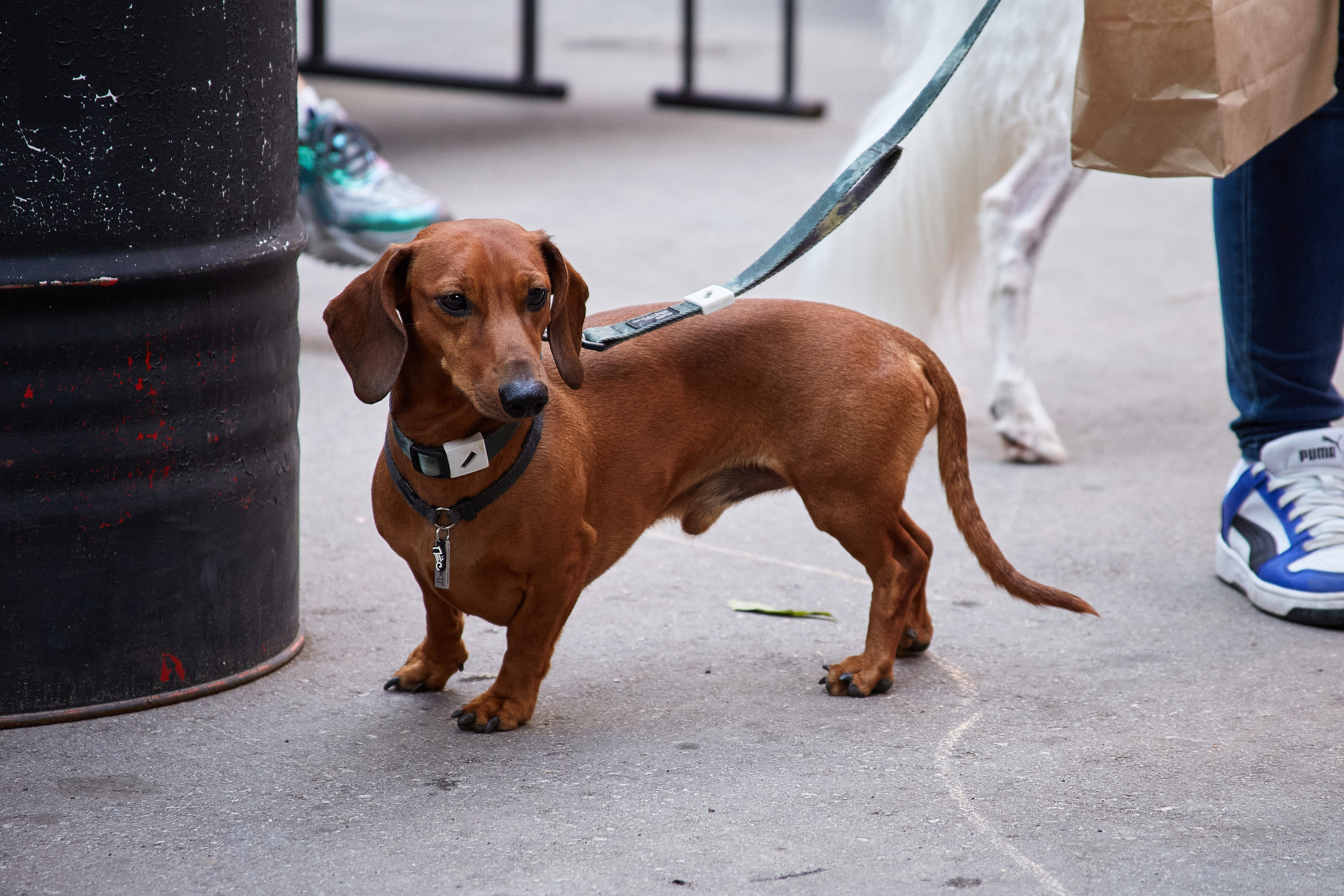 ДОГПАТИ х СОБАКА.RU. DENISOV ART (фото, видео, дизайн) САМАРА