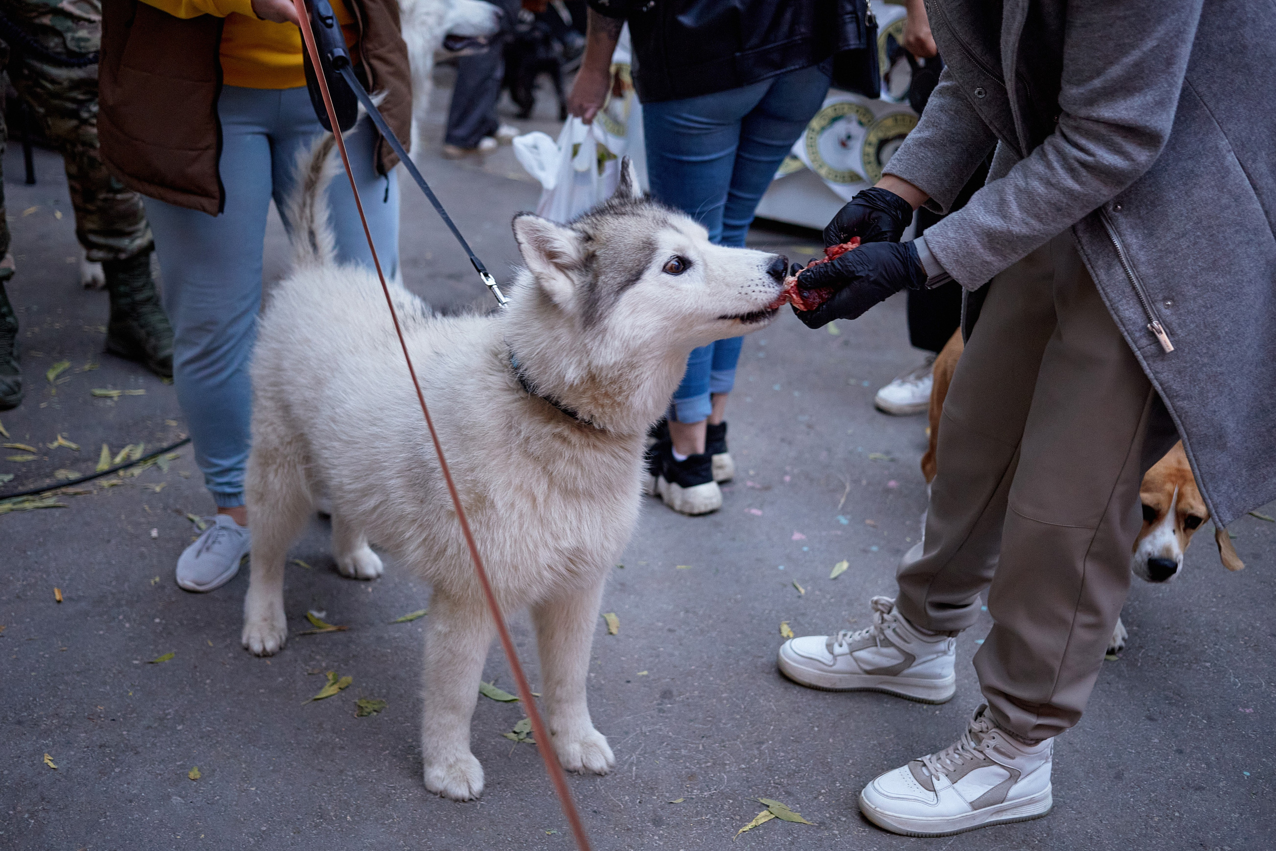 ДОГПАТИ х СОБАКА.RU. DENISOV ART (фото, видео, дизайн) САМАРА