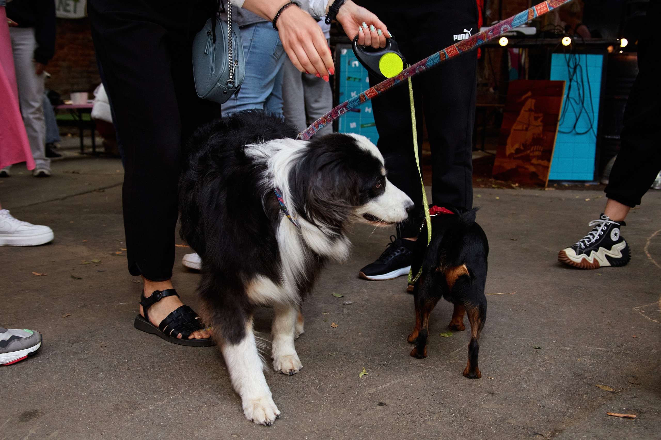 ДОГПАТИ х СОБАКА.RU. DENISOV ART (фото, видео, дизайн) САМАРА