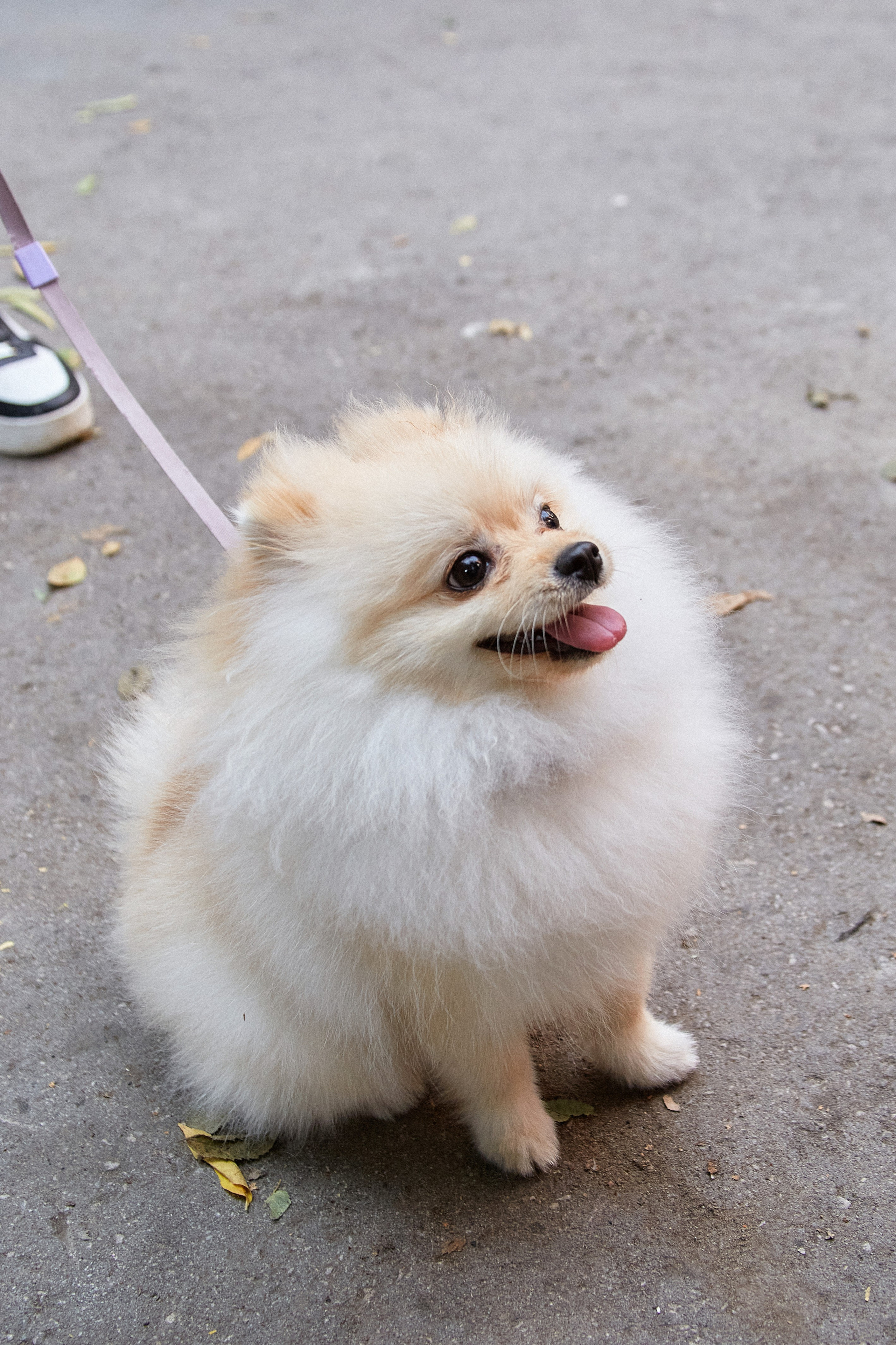 ДОГПАТИ х СОБАКА.RU. DENISOV ART (фото, видео, дизайн) САМАРА