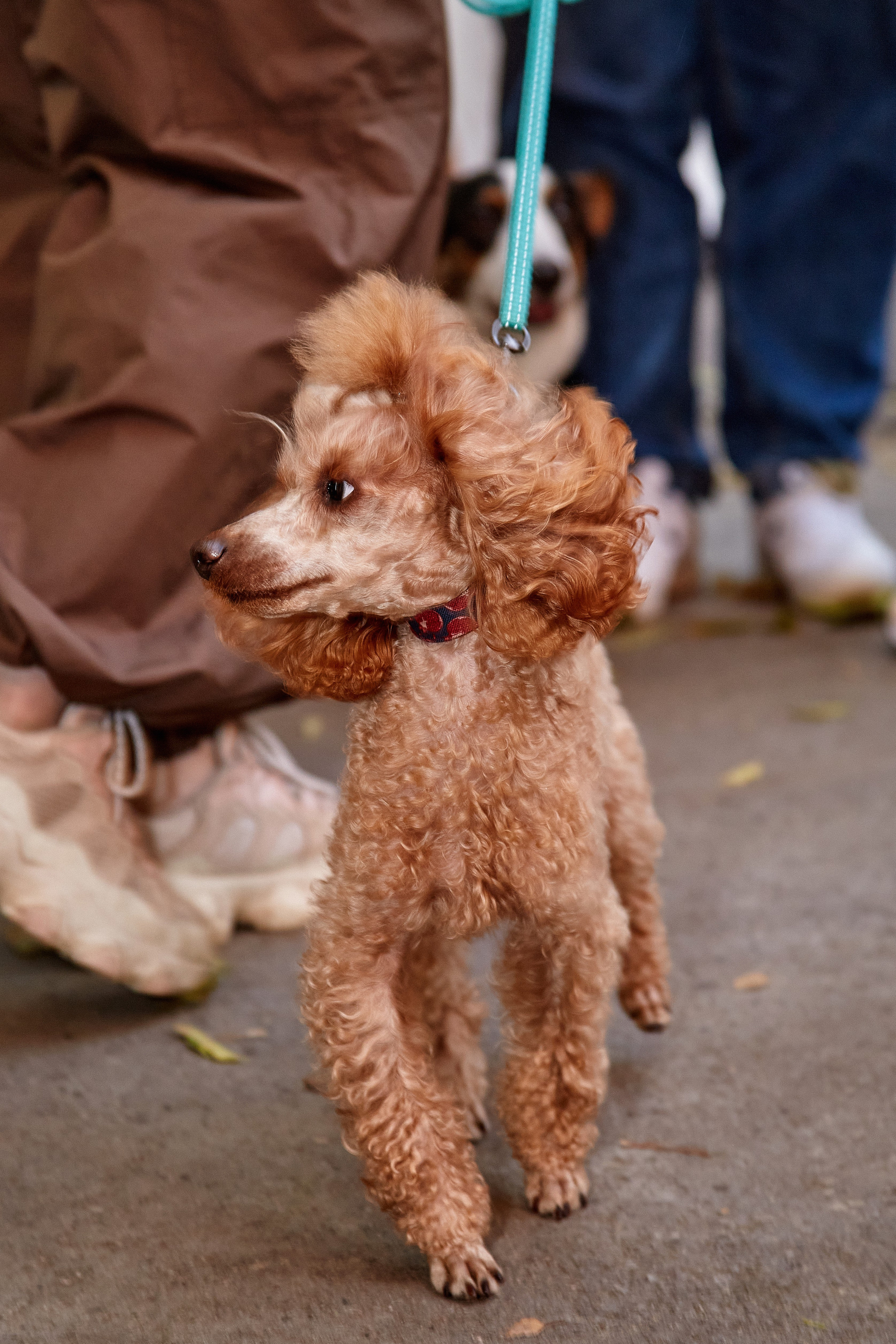 ДОГПАТИ х СОБАКА.RU. DENISOV ART (фото, видео, дизайн) САМАРА
