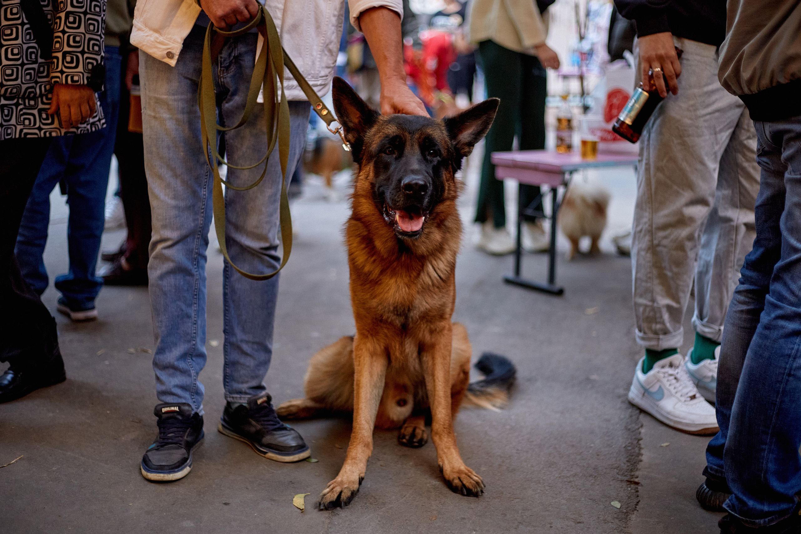 ДОГПАТИ х СОБАКА.RU. DENISOV ART (фото, видео, дизайн) САМАРА