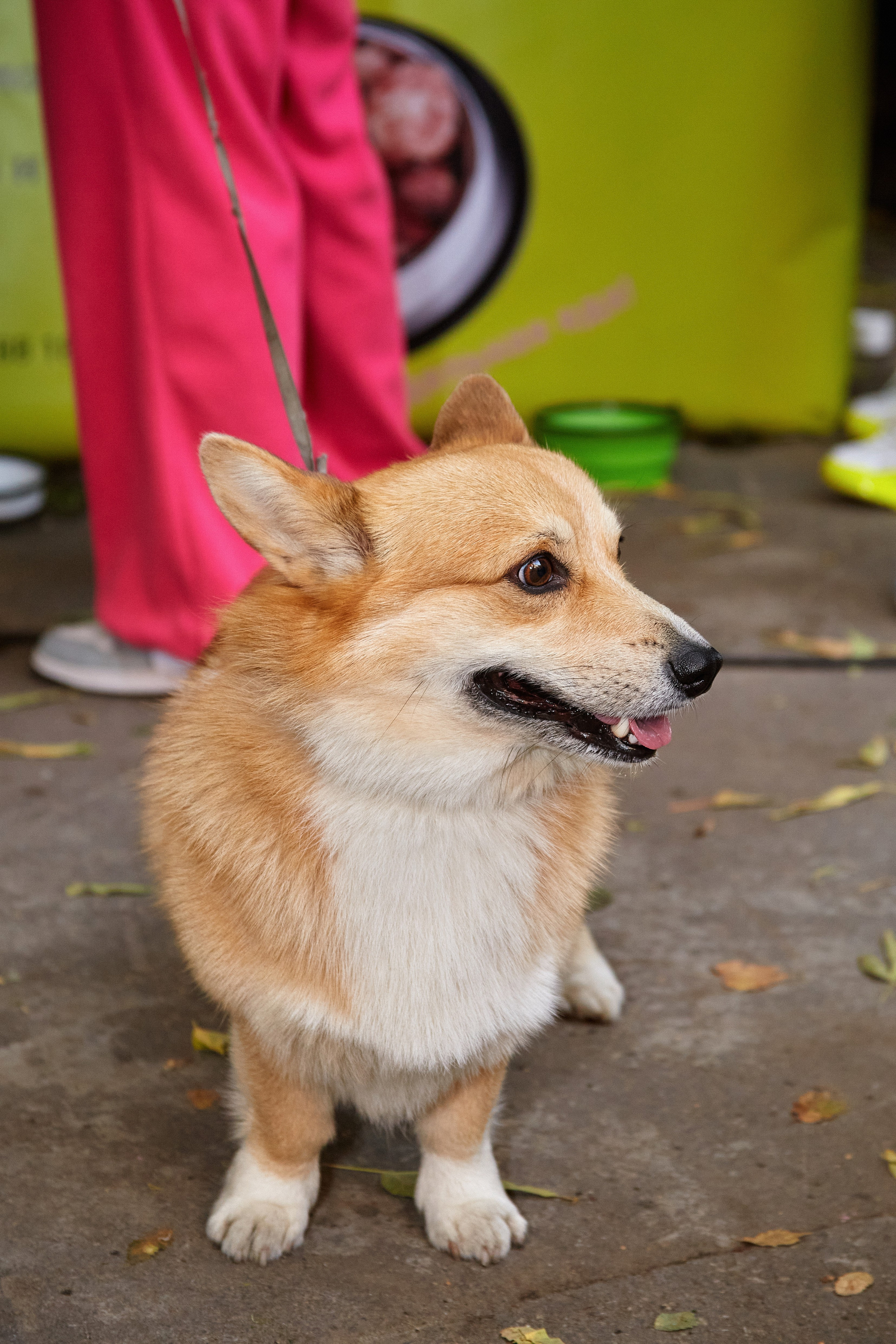 ДОГПАТИ х СОБАКА.RU. DENISOV ART (фото, видео, дизайн) САМАРА