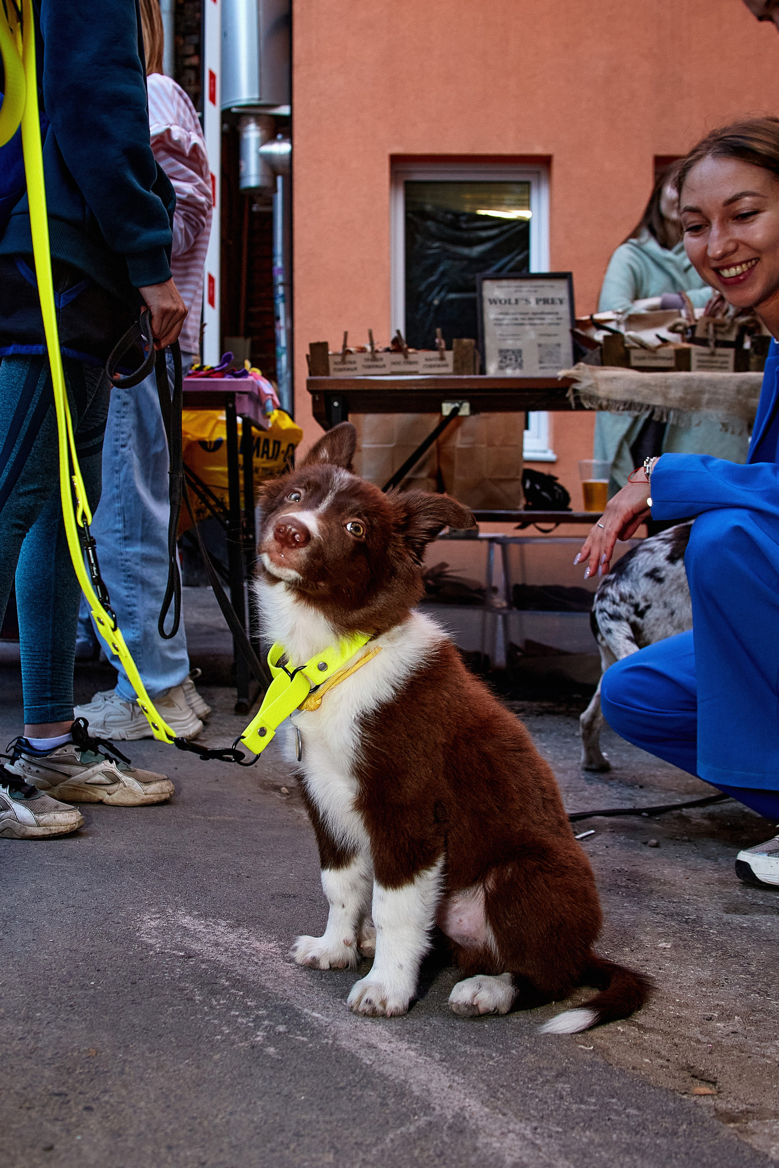 ДОГПАТИ х СОБАКА.RU. DENISOV ART (фото, видео, дизайн) САМАРА
