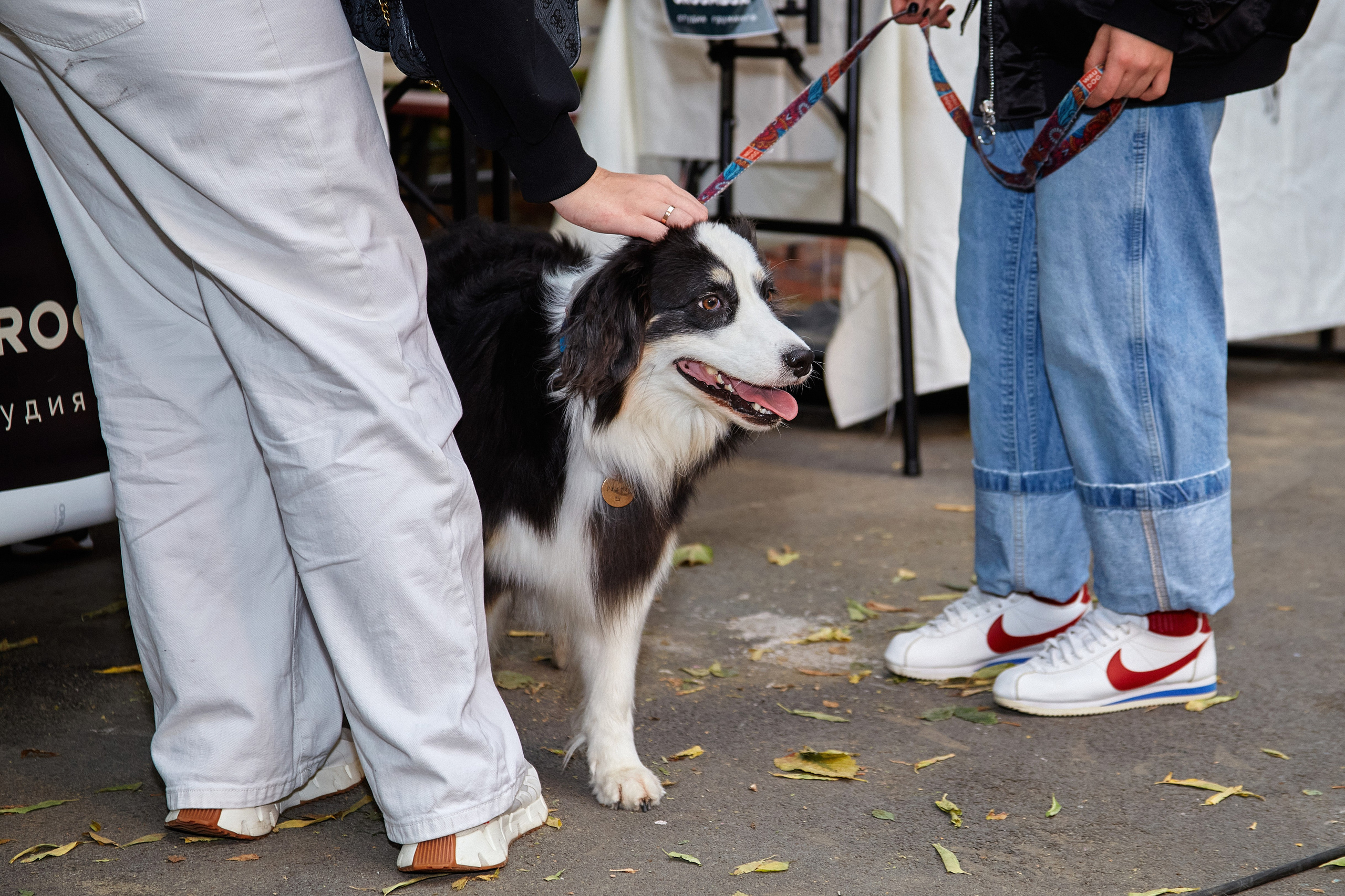 ДОГПАТИ х СОБАКА.RU. DENISOV ART (фото, видео, дизайн) САМАРА