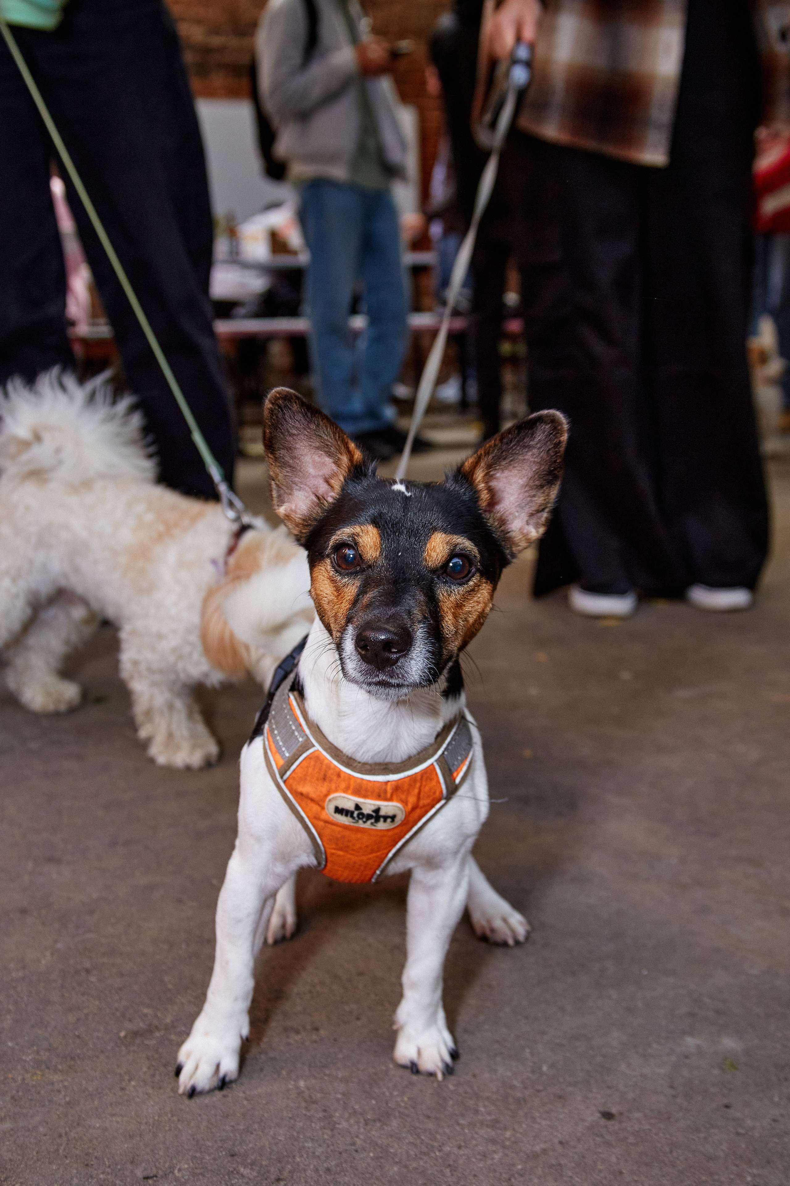 ДОГПАТИ х СОБАКА.RU. DENISOV ART (фото, видео, дизайн) САМАРА