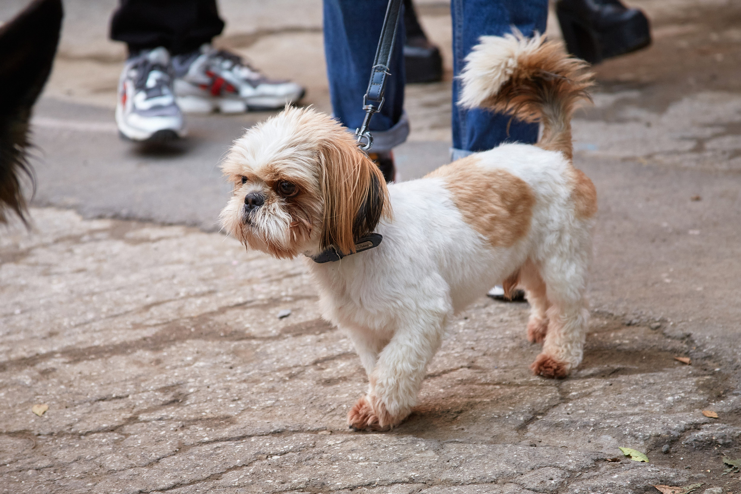 ДОГПАТИ х СОБАКА.RU. DENISOV ART (фото, видео, дизайн) САМАРА