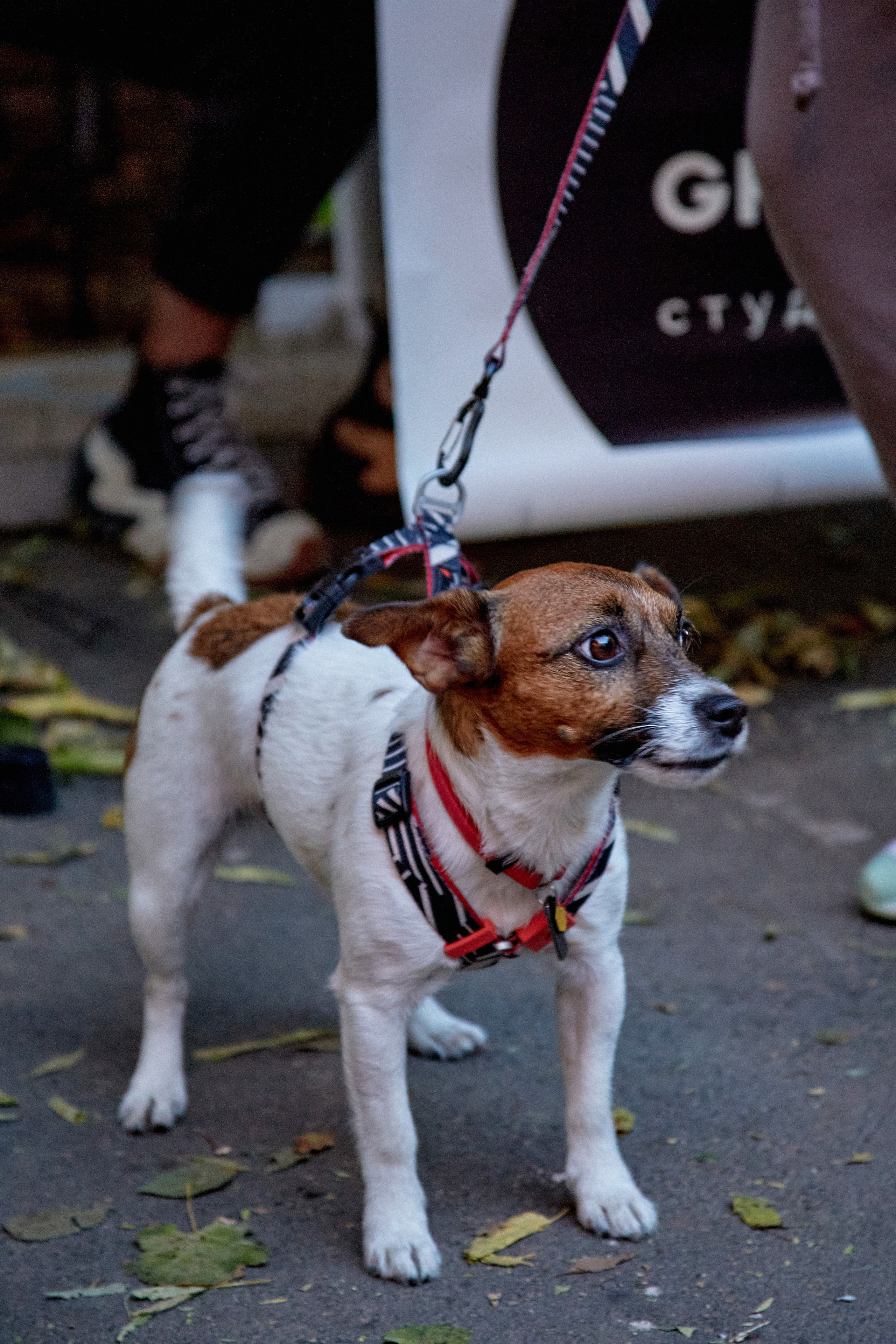 ДОГПАТИ х СОБАКА.RU. DENISOV ART (фото, видео, дизайн) САМАРА