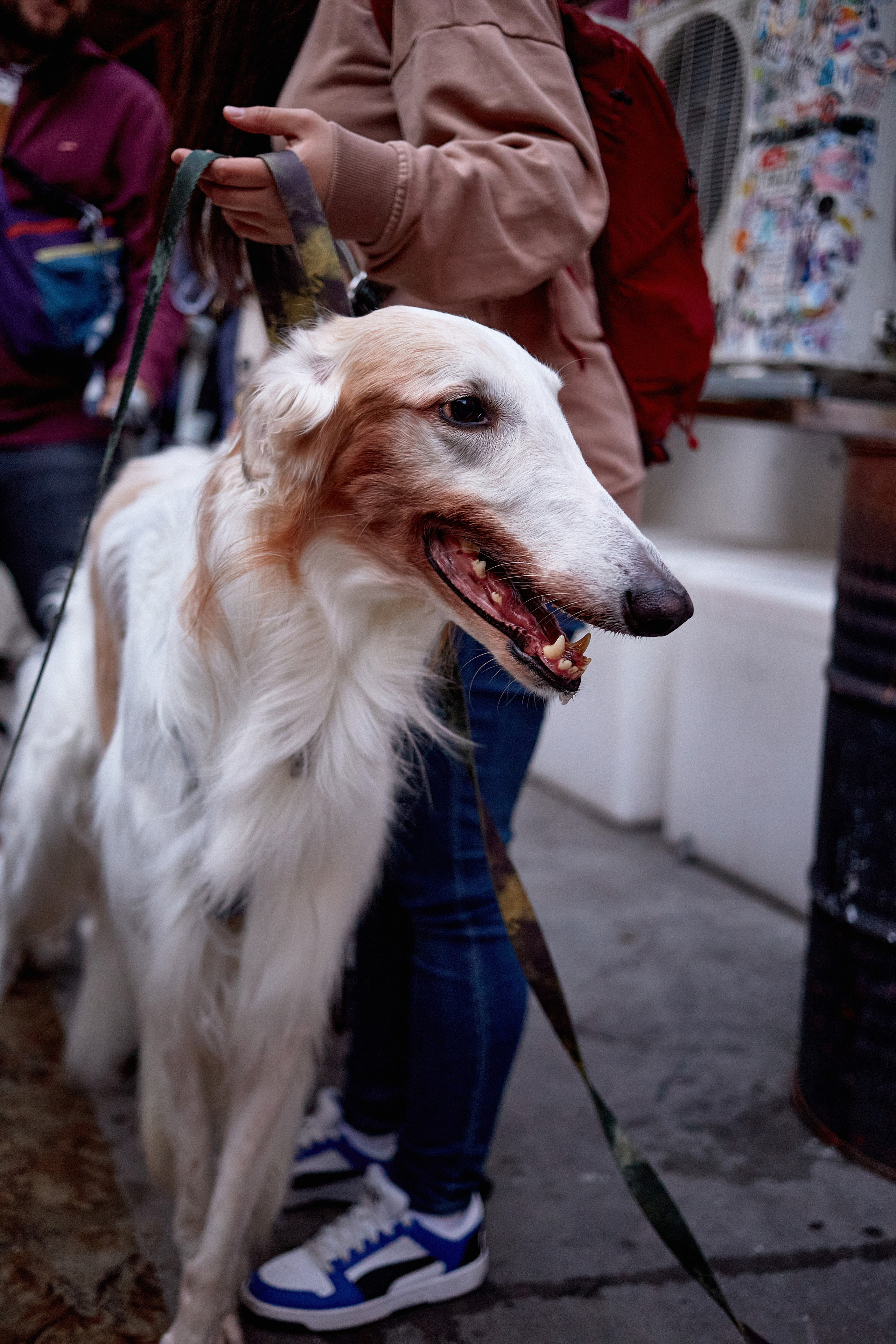 ДОГПАТИ х СОБАКА.RU. DENISOV ART (фото, видео, дизайн) САМАРА