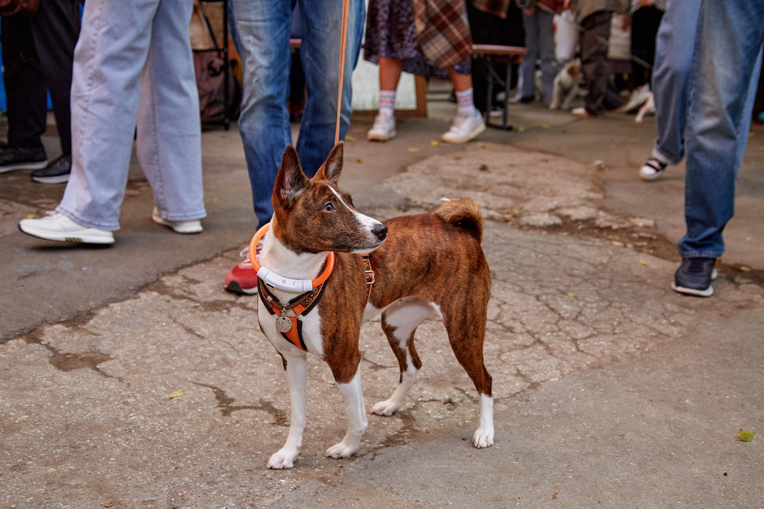 ДОГПАТИ х СОБАКА.RU. DENISOV ART (фото, видео, дизайн) САМАРА