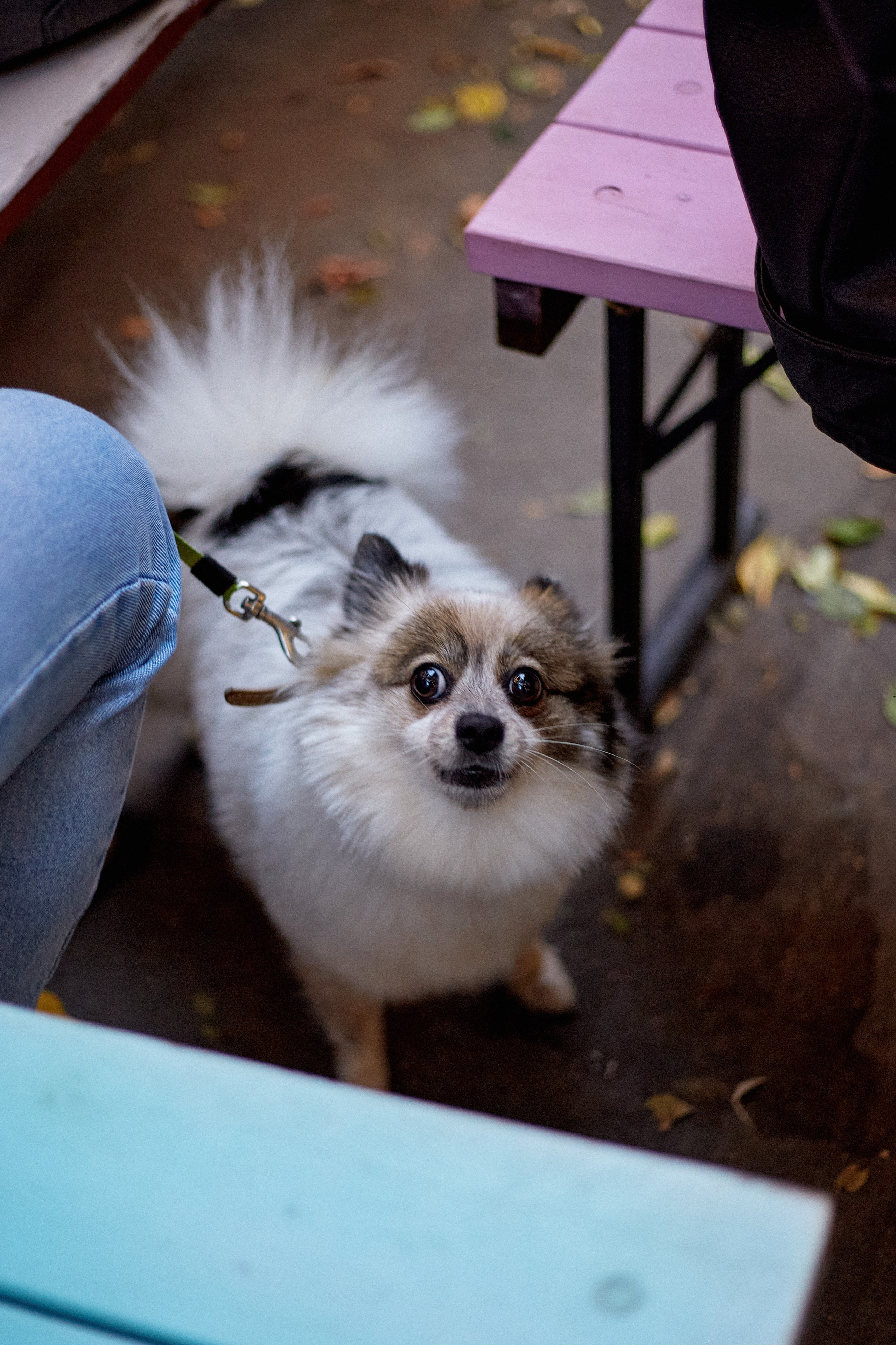 ДОГПАТИ х СОБАКА.RU. DENISOV ART (фото, видео, дизайн) САМАРА