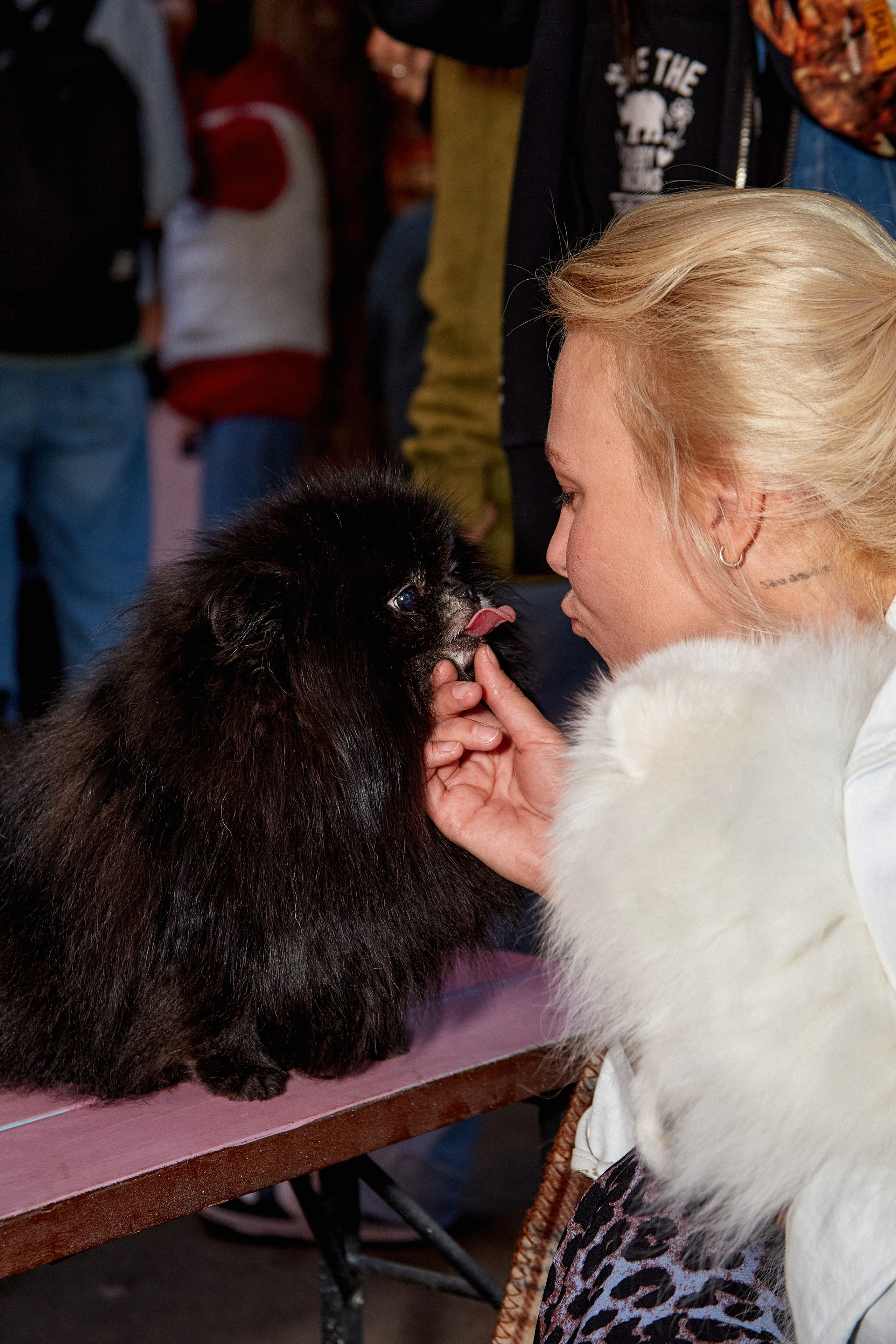 ДОГПАТИ х СОБАКА.RU. DENISOV ART (фото, видео, дизайн) САМАРА