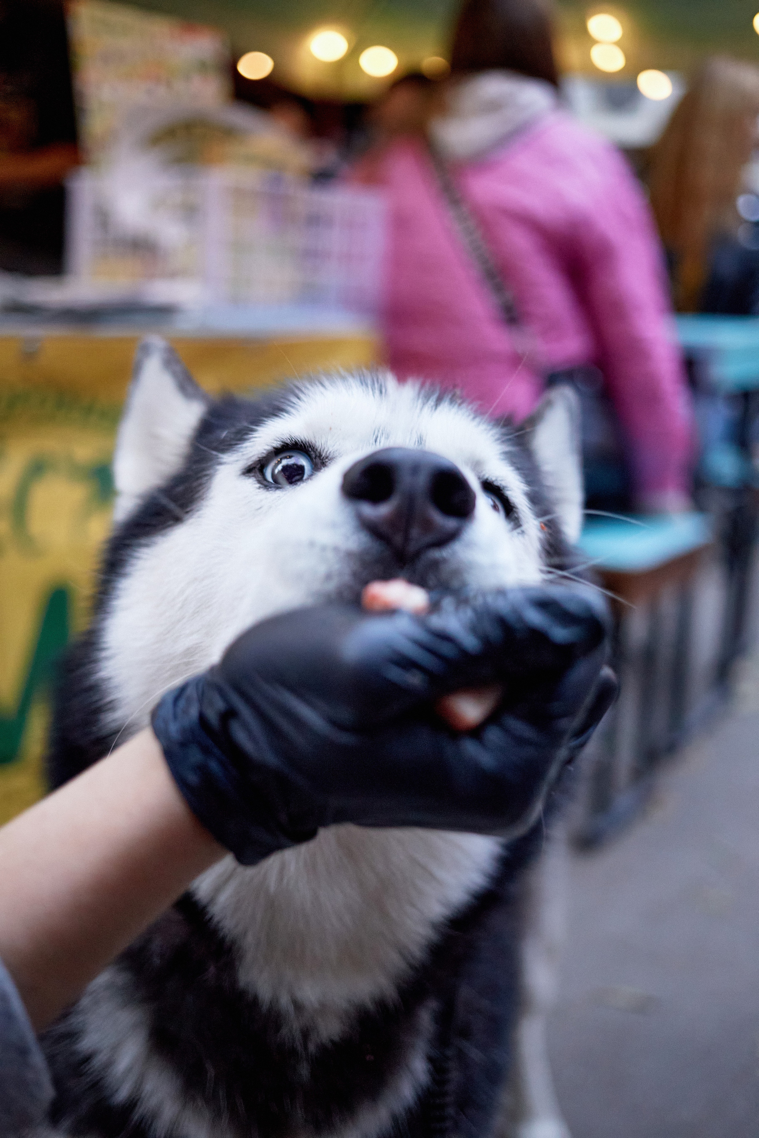 ДОГПАТИ х СОБАКА.RU. DENISOV ART (фото, видео, дизайн) САМАРА