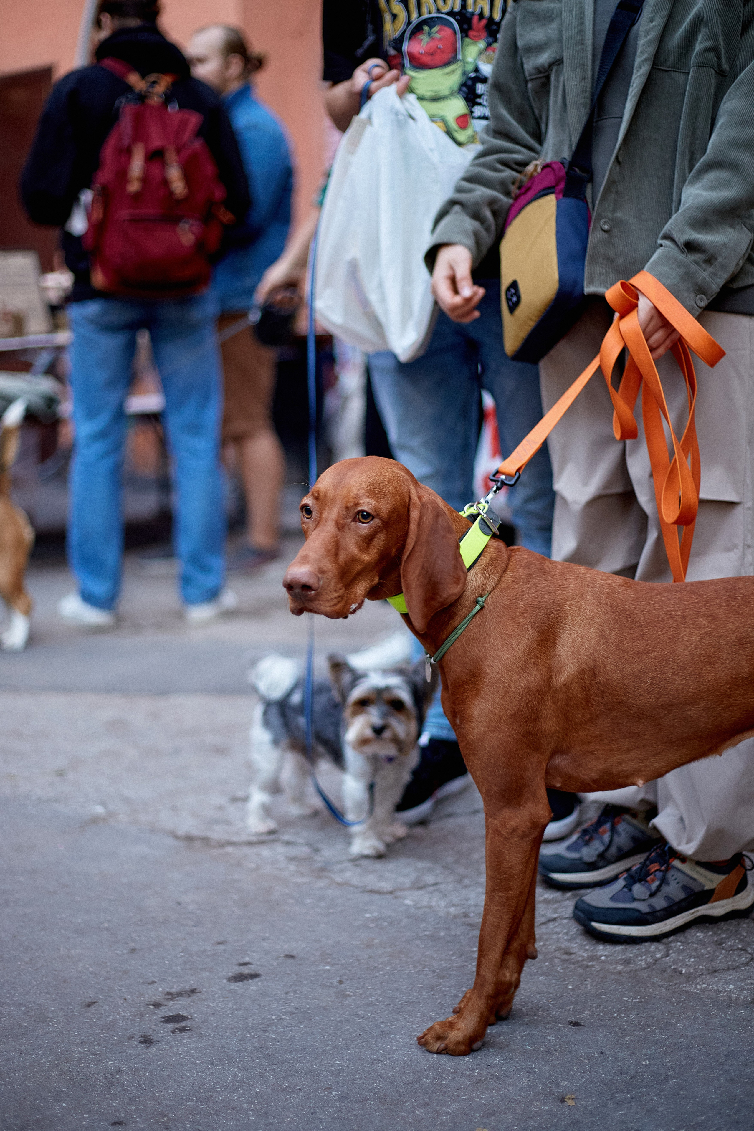 ДОГПАТИ х СОБАКА.RU. DENISOV ART (фото, видео, дизайн) САМАРА