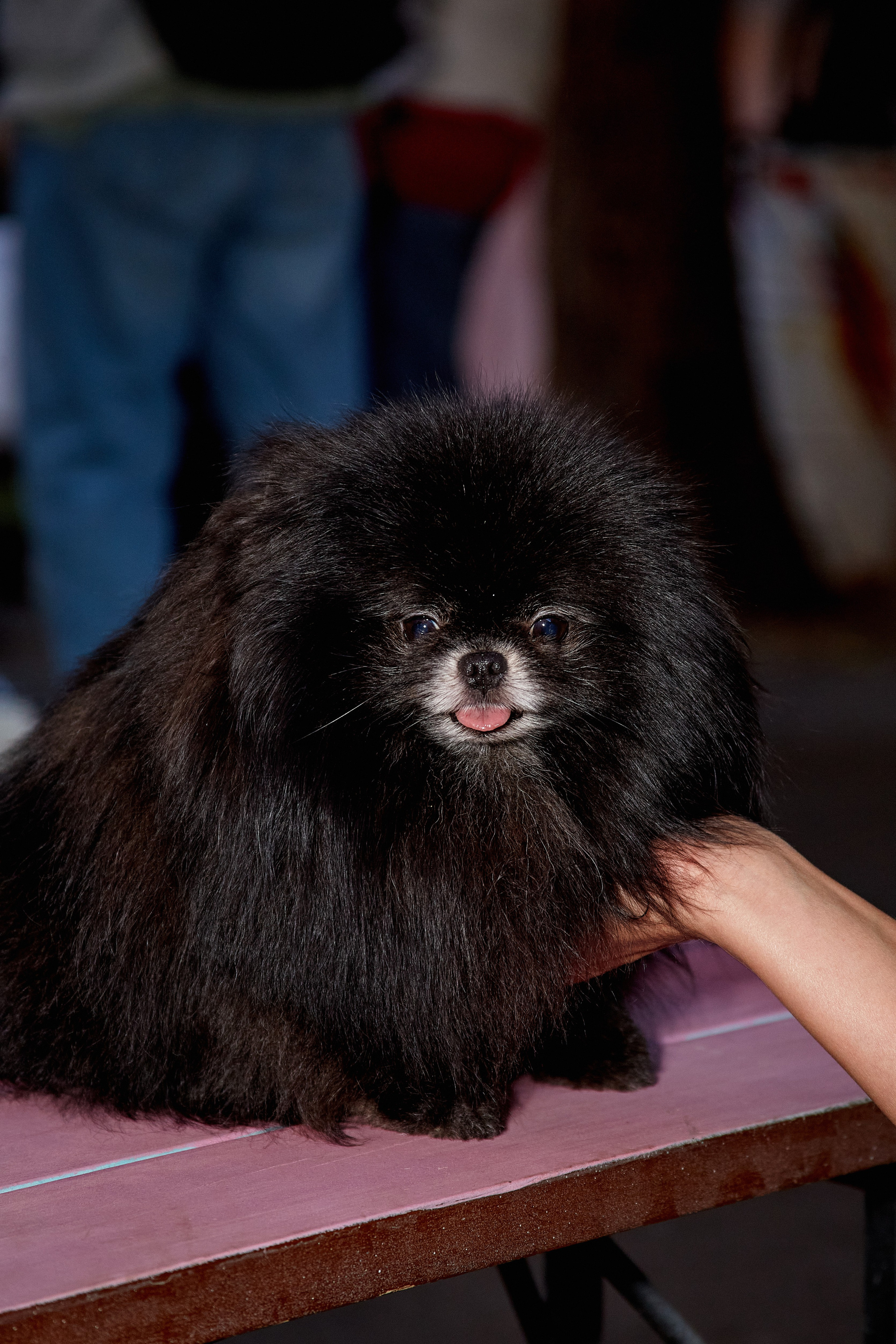 ДОГПАТИ х СОБАКА.RU. DENISOV ART (фото, видео, дизайн) САМАРА