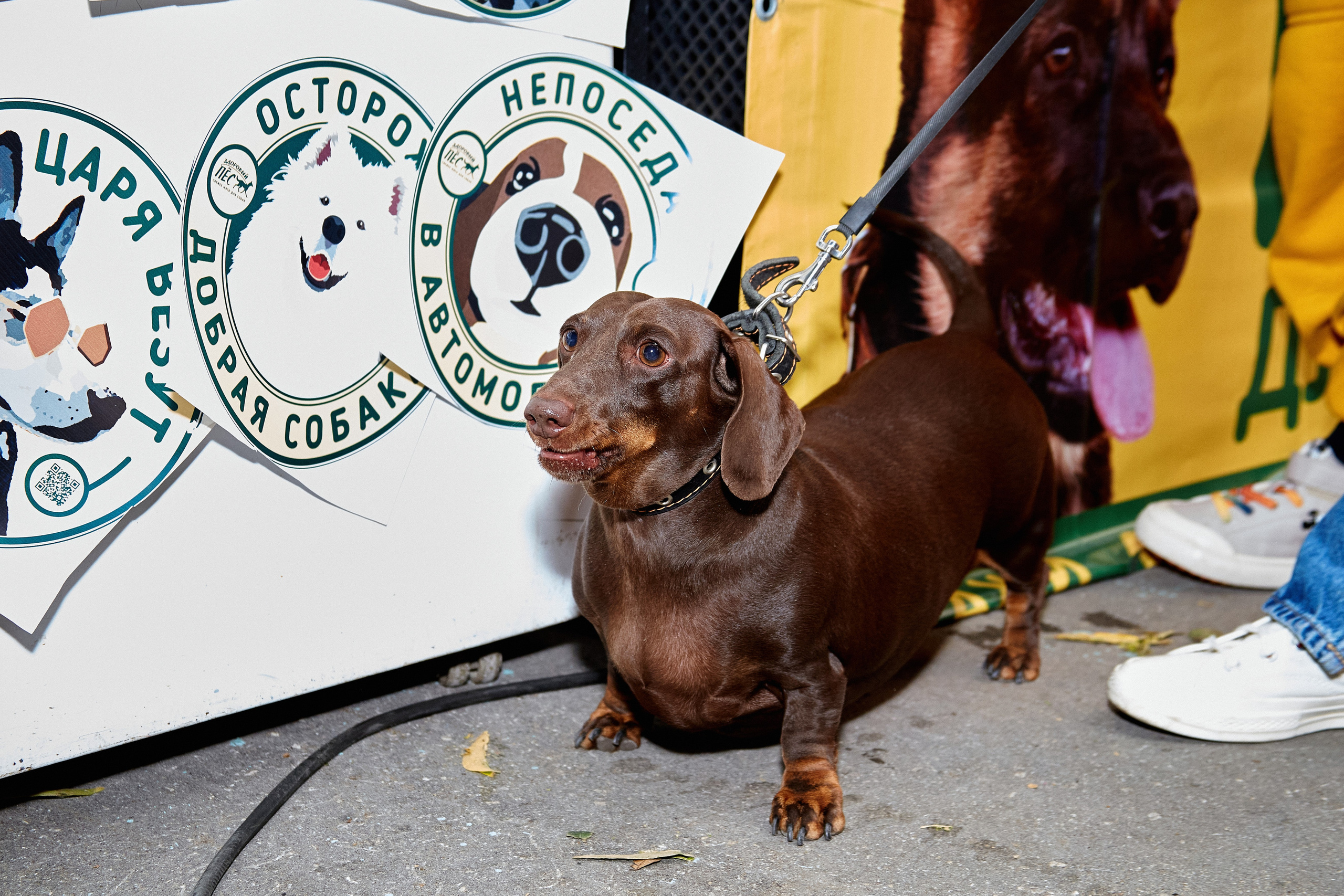 ДОГПАТИ х СОБАКА.RU. DENISOV ART (фото, видео, дизайн) САМАРА