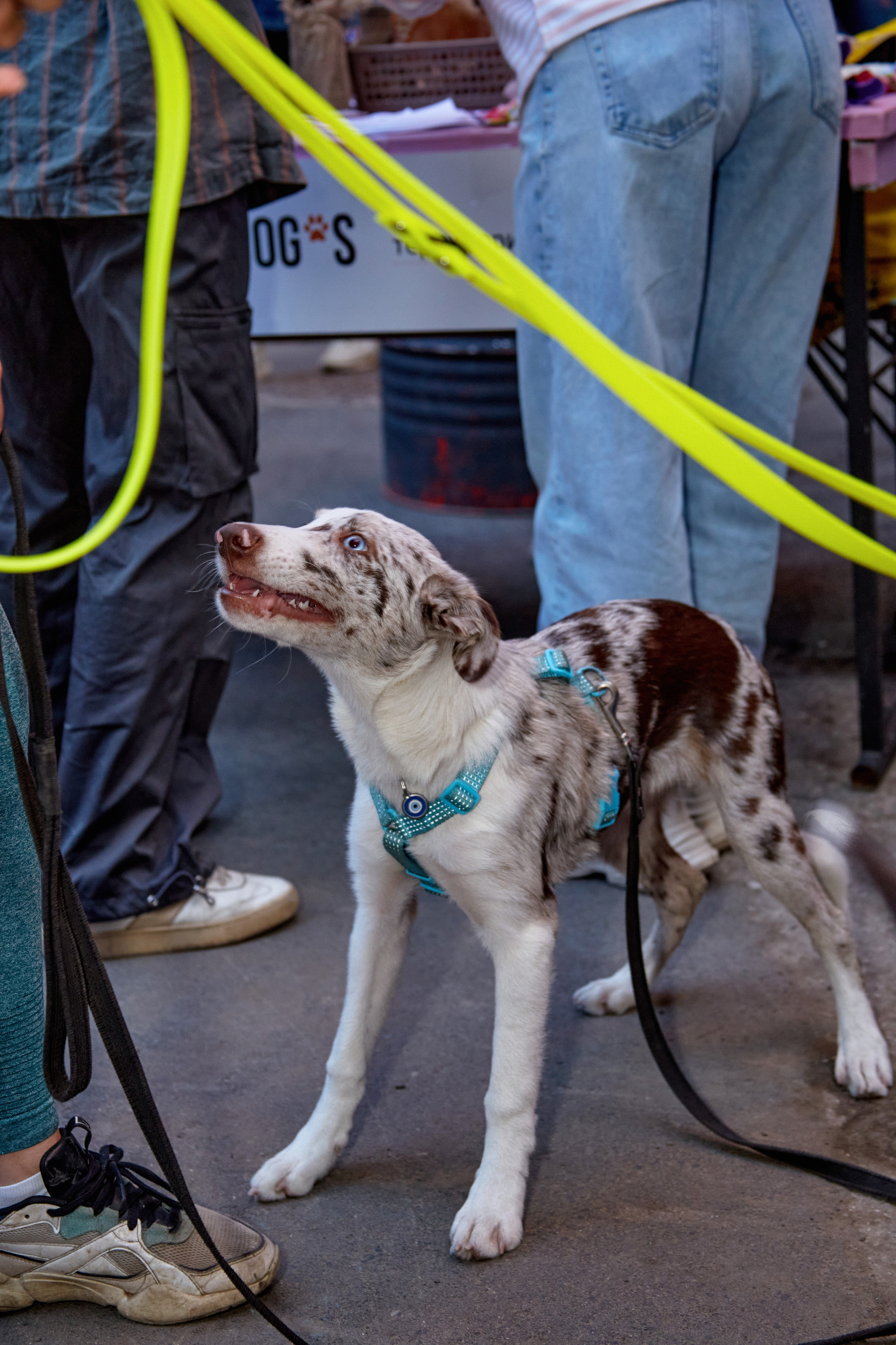 ДОГПАТИ х СОБАКА.RU. DENISOV ART (фото, видео, дизайн) САМАРА