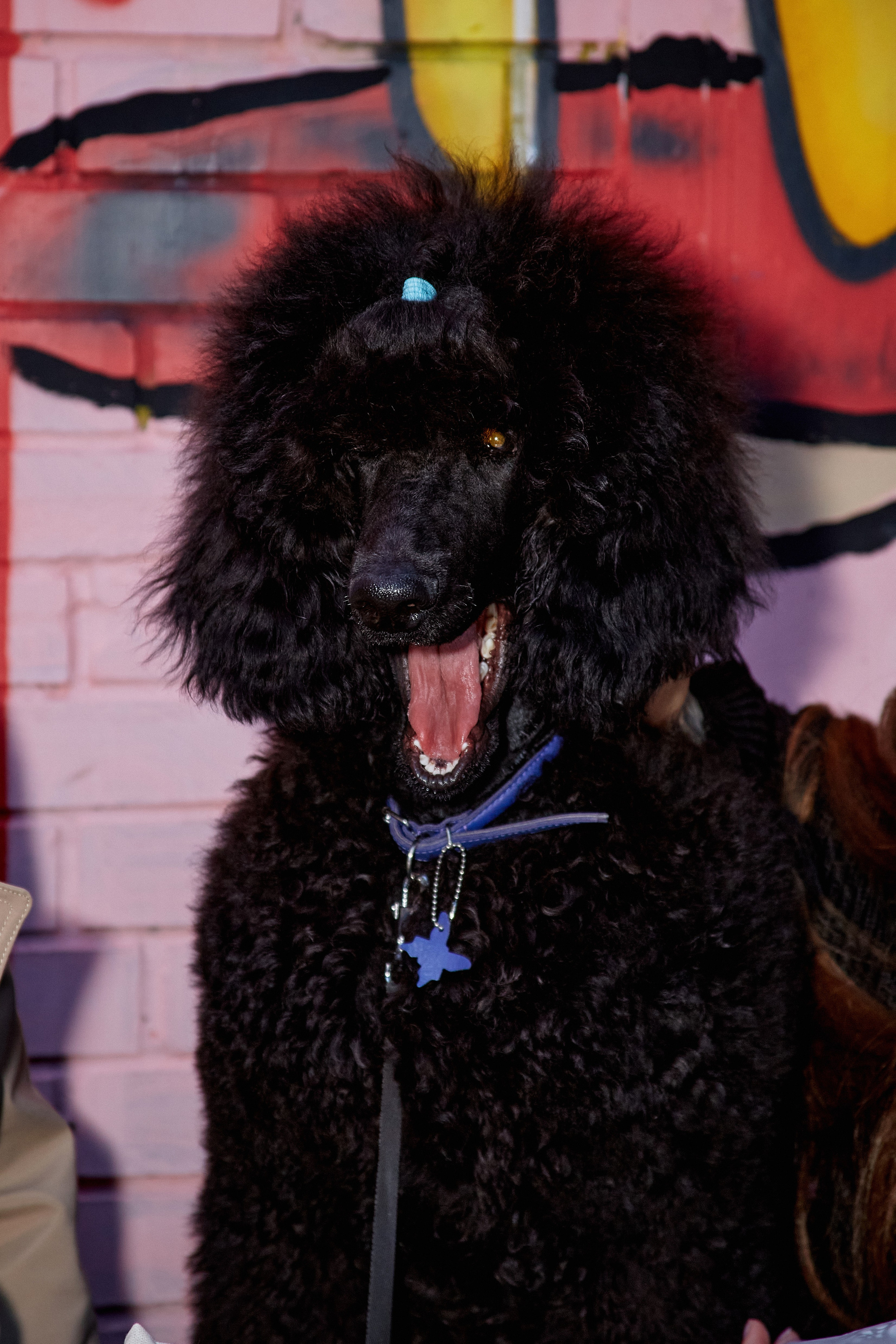 ДОГПАТИ х СОБАКА.RU. DENISOV ART (фото, видео, дизайн) САМАРА