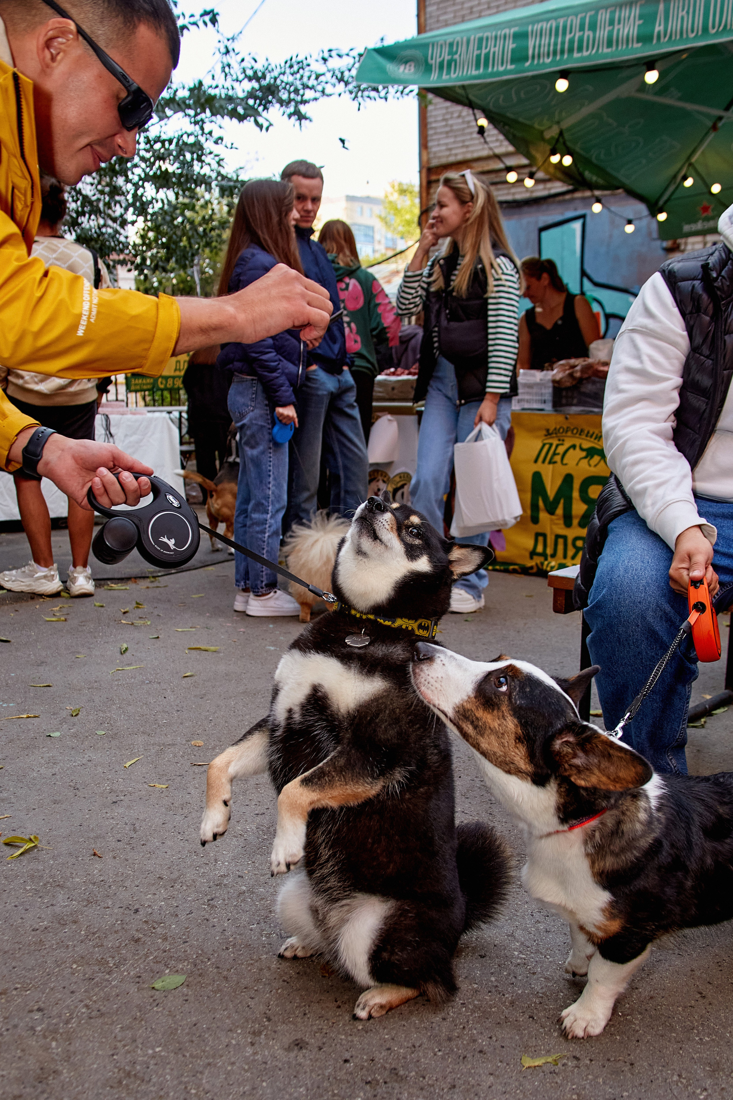 ДОГПАТИ х СОБАКА.RU. DENISOV ART (фото, видео, дизайн) САМАРА