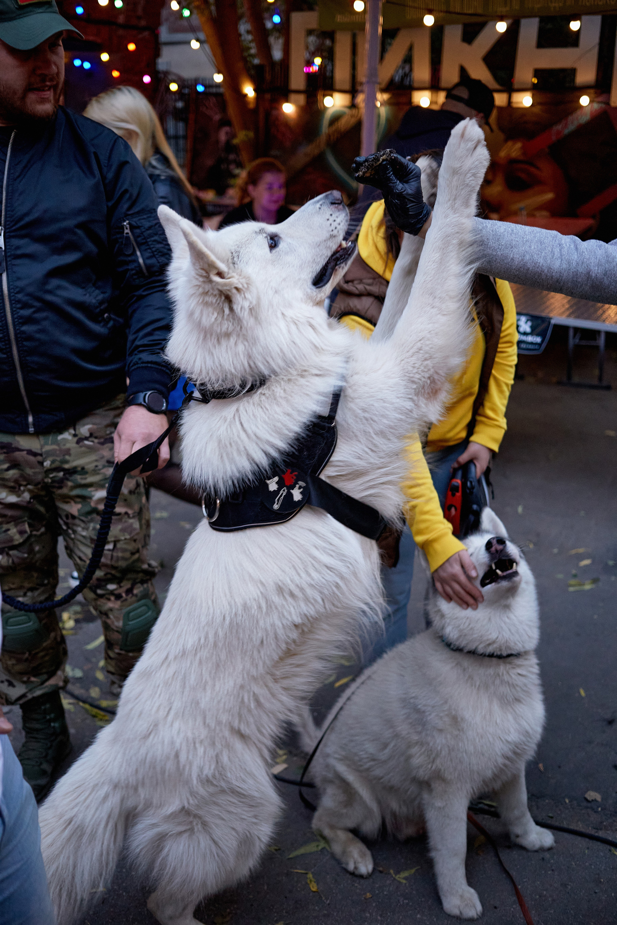 ДОГПАТИ х СОБАКА.RU. DENISOV ART (фото, видео, дизайн) САМАРА