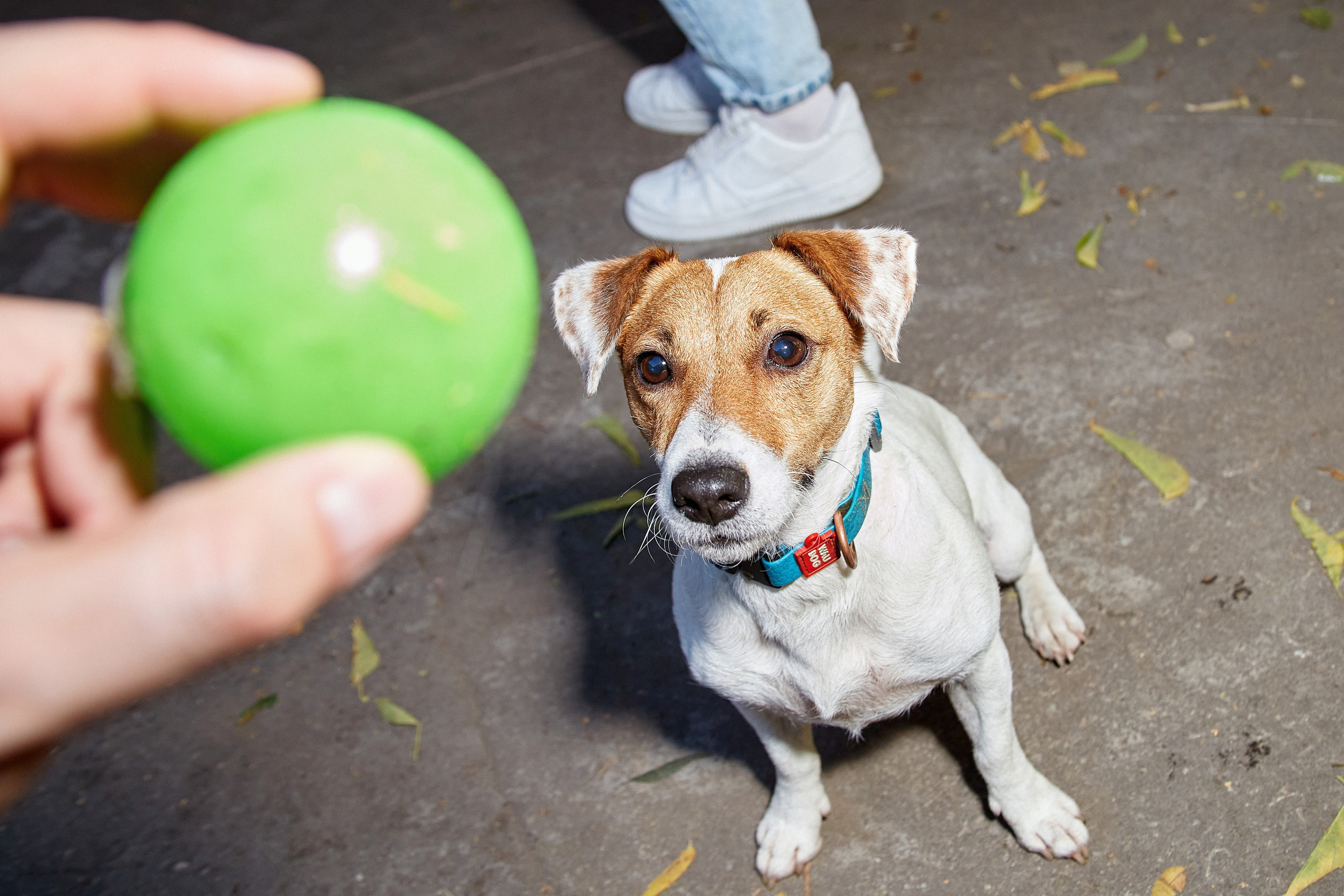 ДОГПАТИ х СОБАКА.RU. DENISOV ART (фото, видео, дизайн) САМАРА