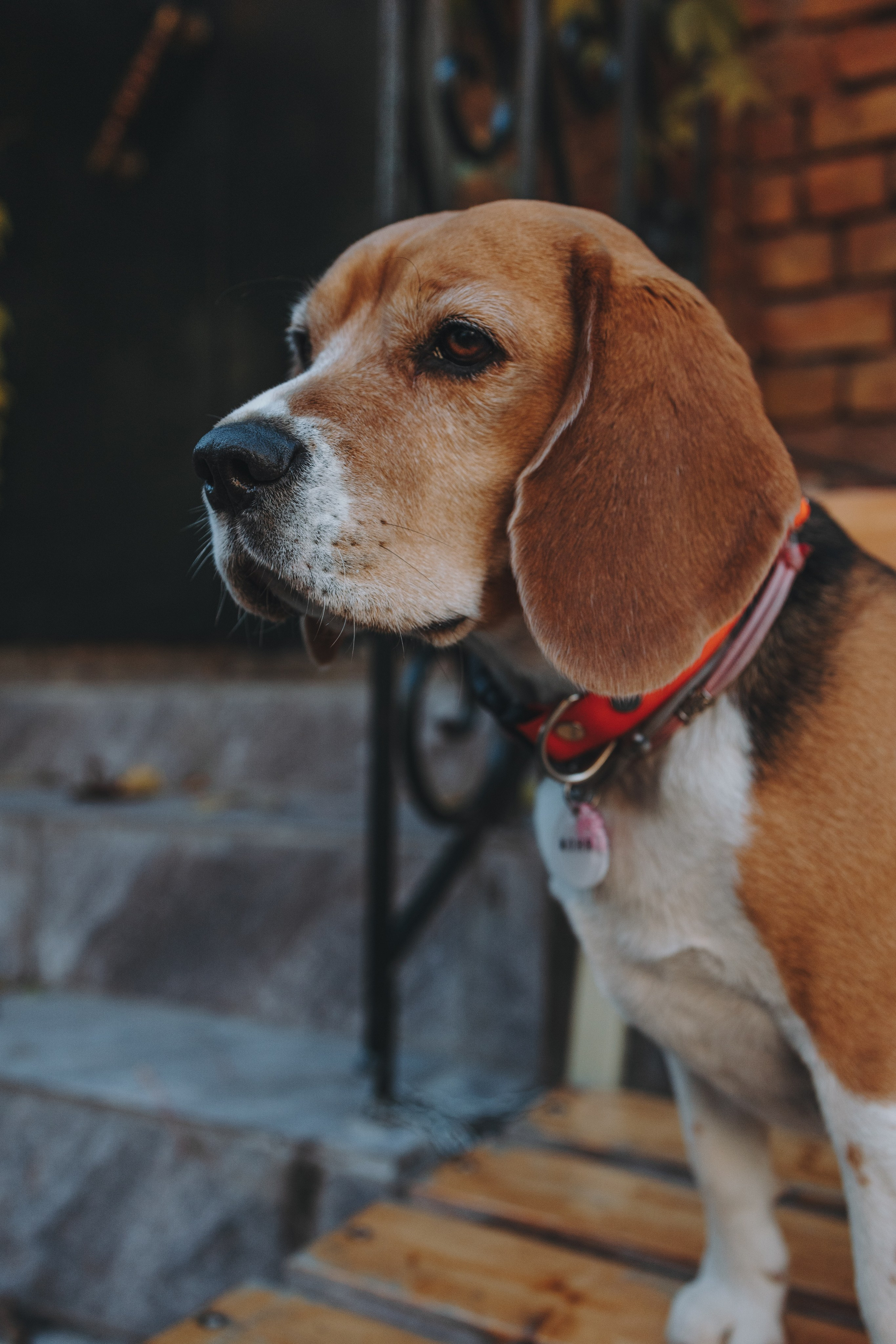 Аня и Моня. Фотограф — анималист Светлана Кысса|фотограф собак в Краснодаре и Нижнем Новгороде