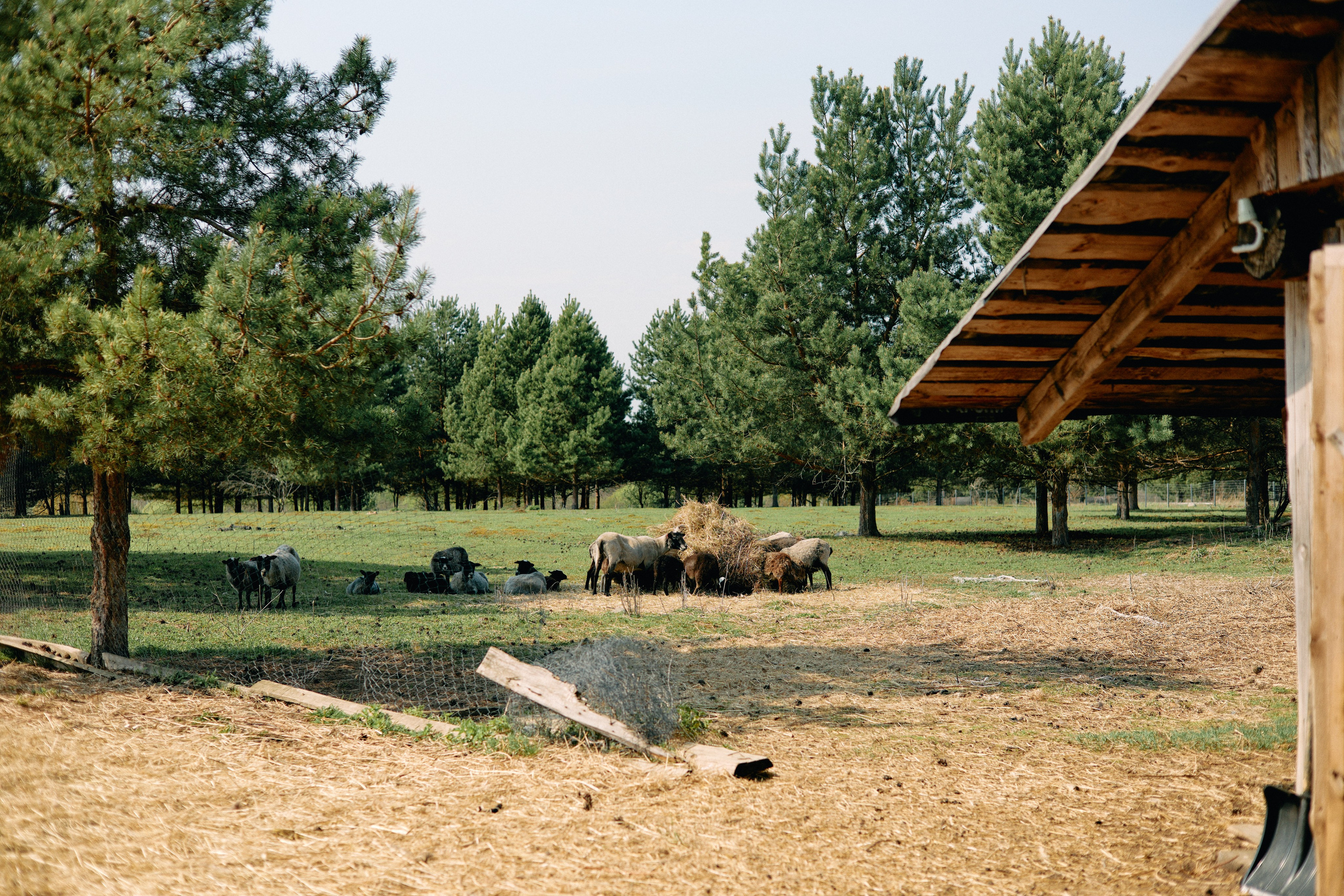 Бутик-отель Поле летом. Профессиональный Фотограф во Владимире, в Москве и в Суздале — Полина Романычева