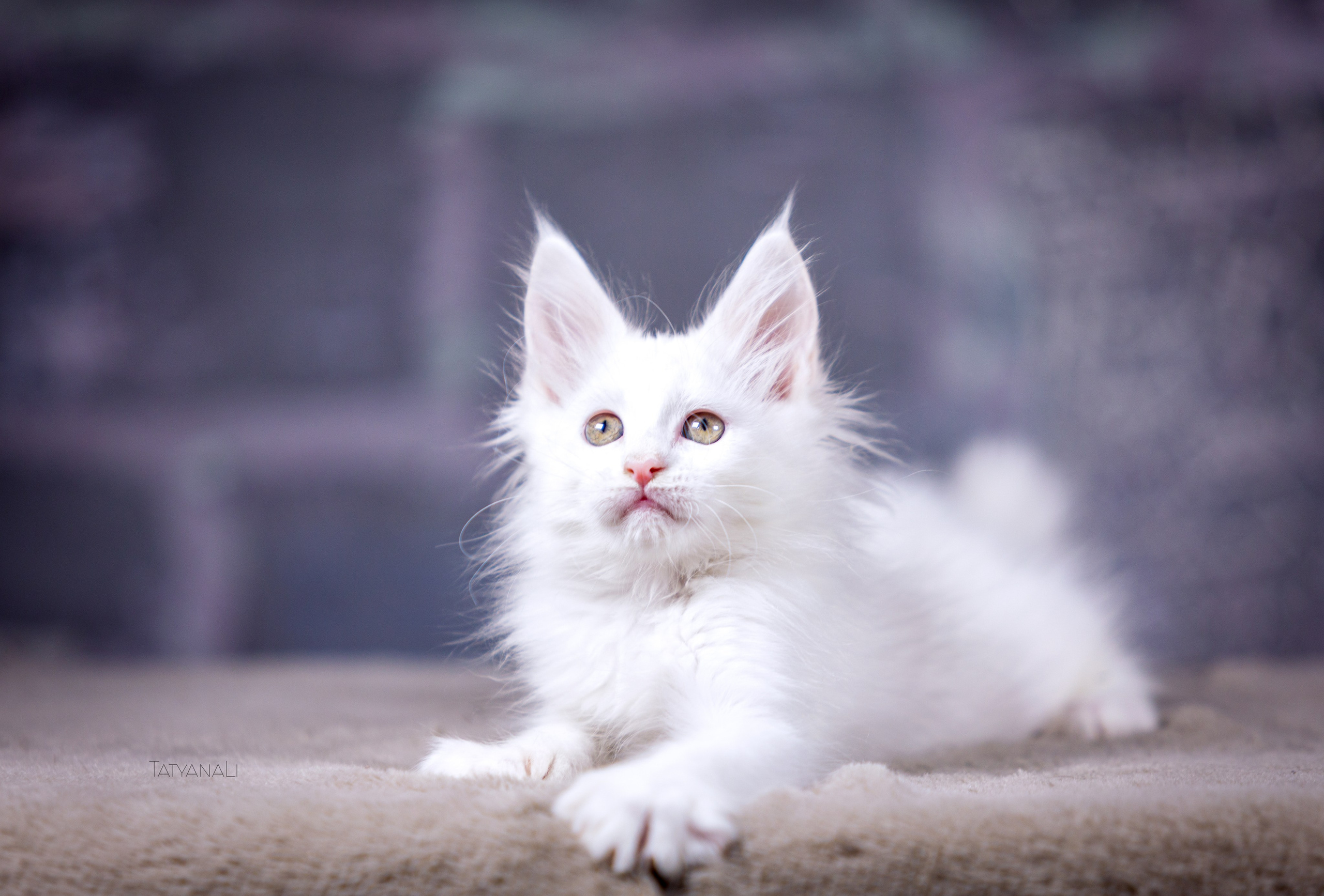 Котята. Фотограф — анималист Татьяна Ли