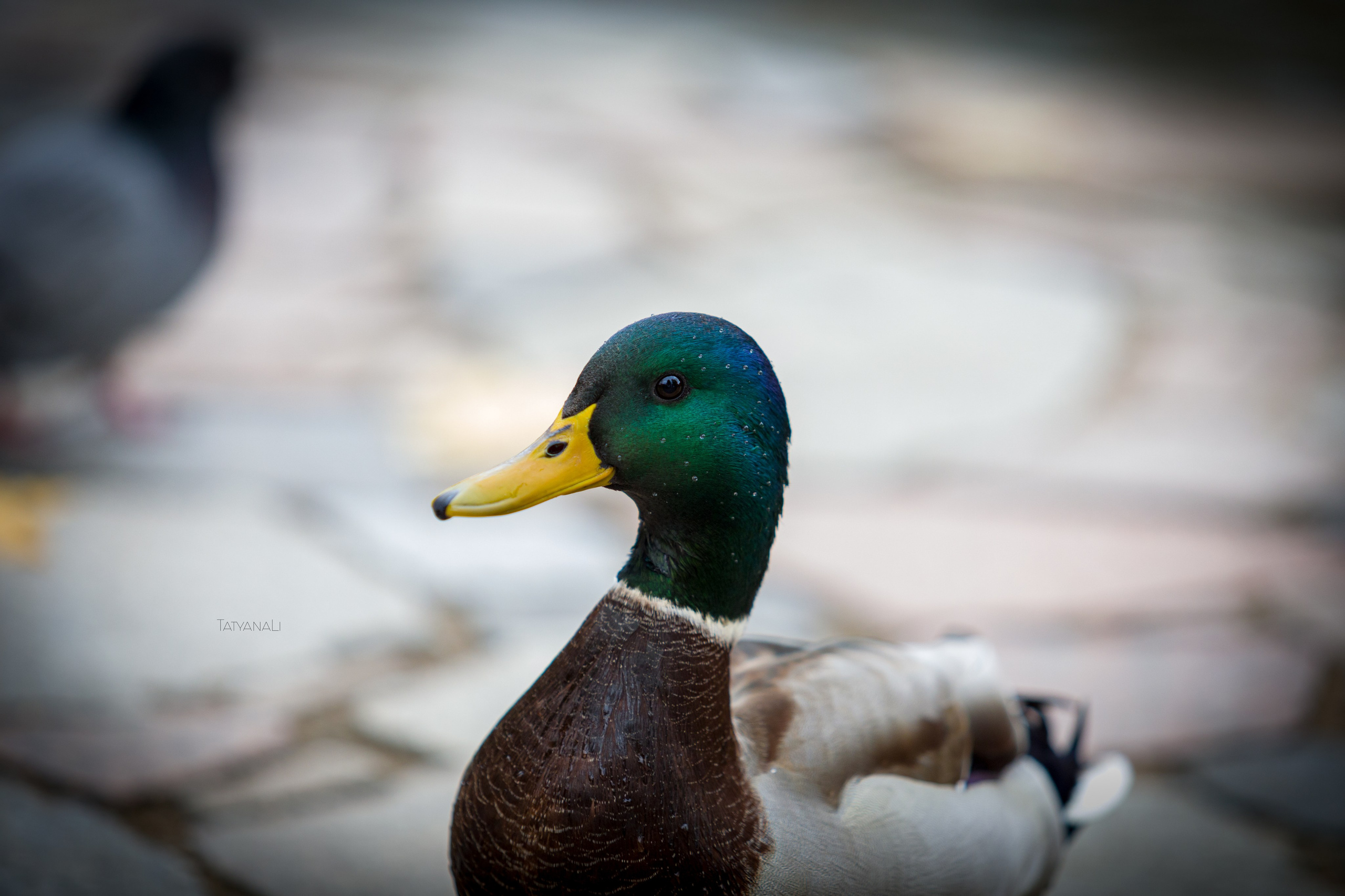 Фотограф — анималист Татьяна Ли