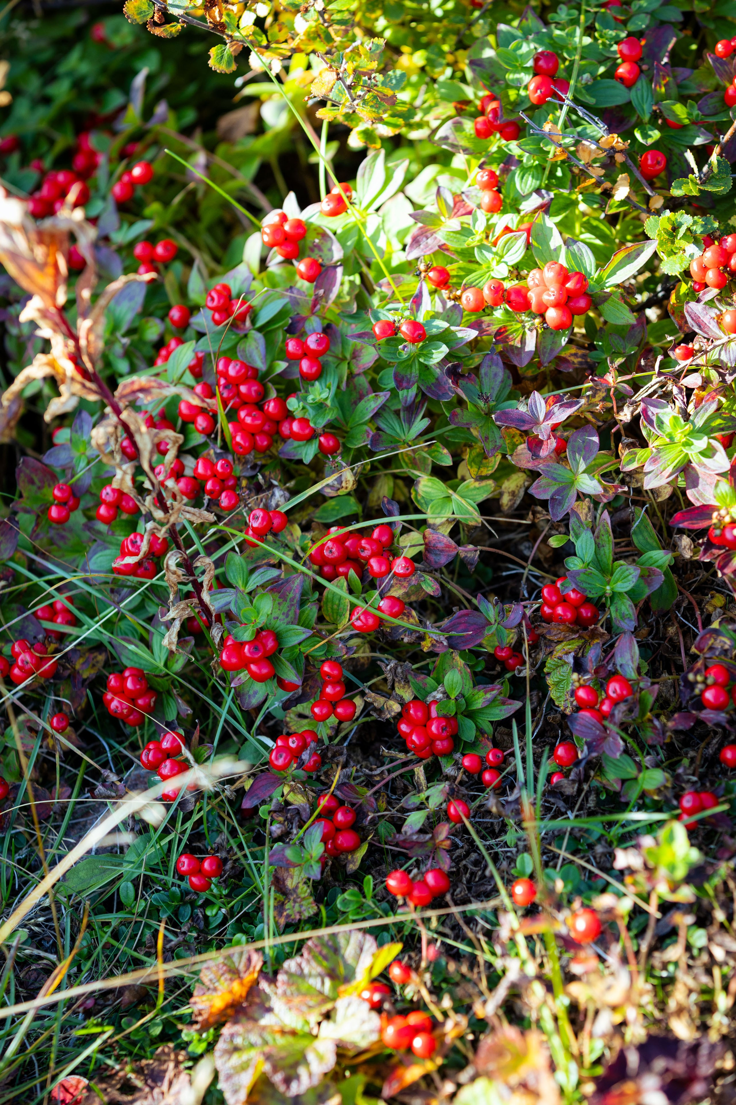 Кольский (осень 2025). Фотограф Виноградов Константин