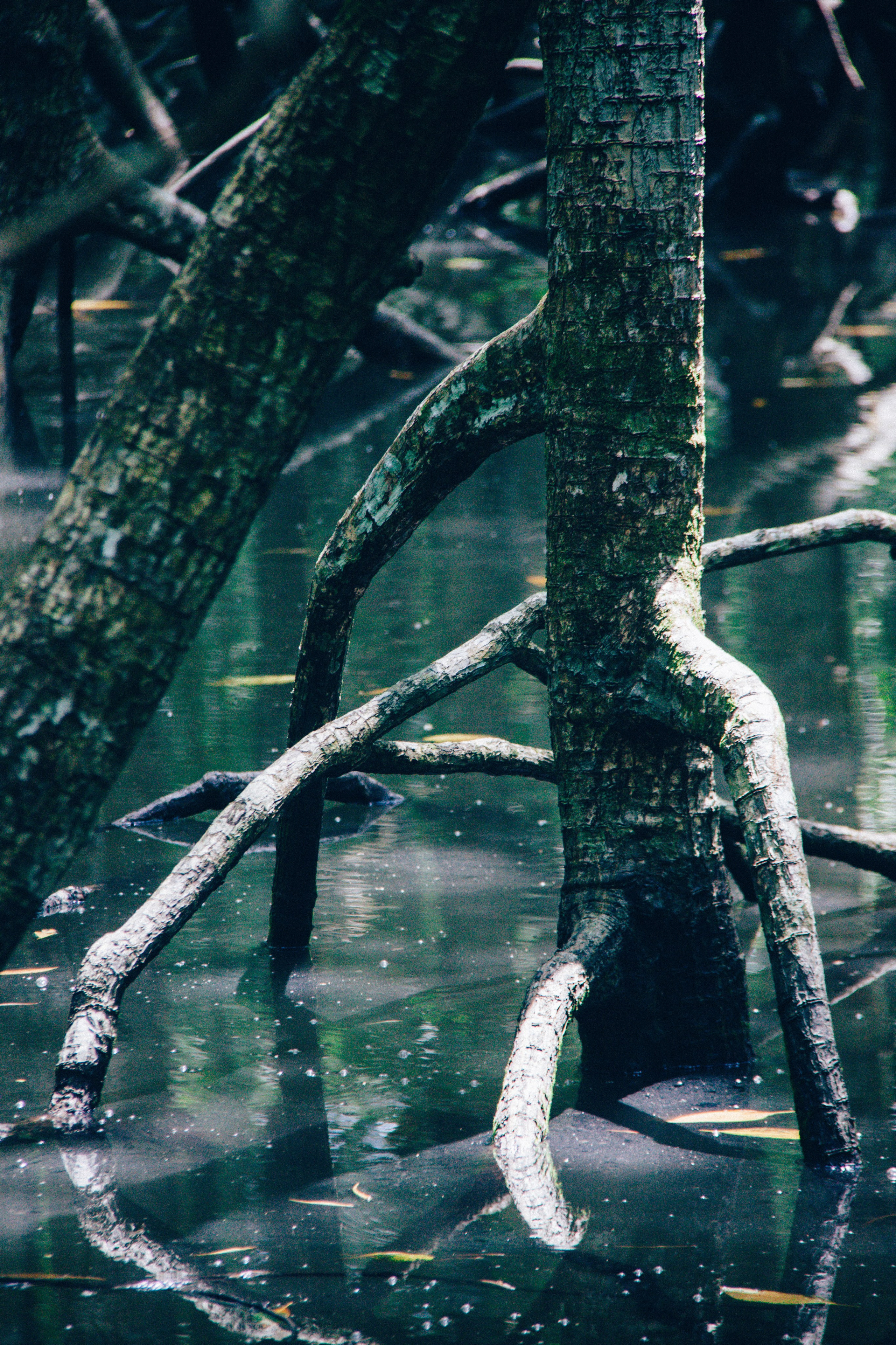 Malaysia. ДарияГалямова — фотограф: открытый, творческий, коммерческий