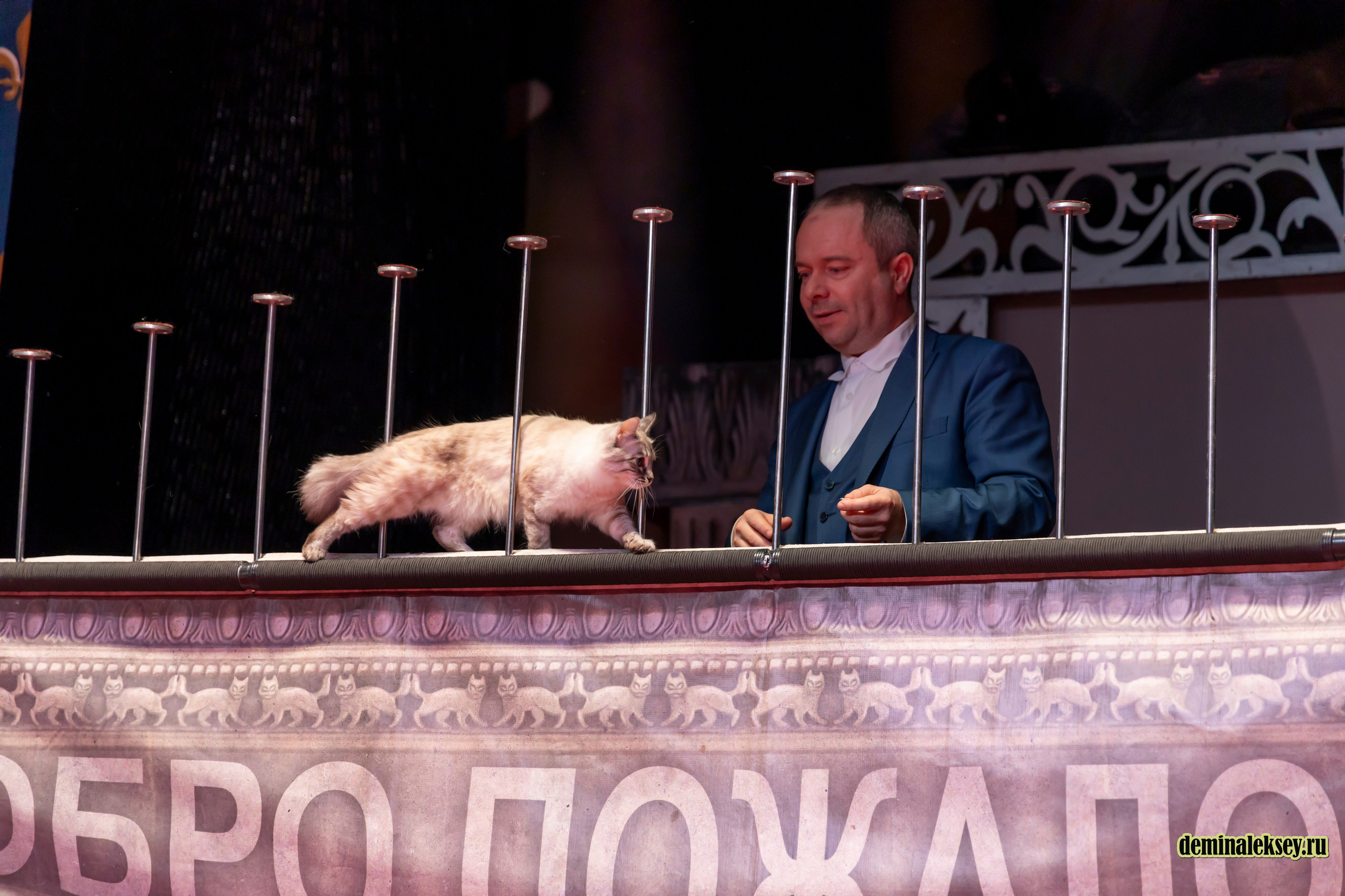 Театр кошек Куклачева 26 февраля 2025. Репортажный, семейный и студийный фотограф в Москве Демин Алексей