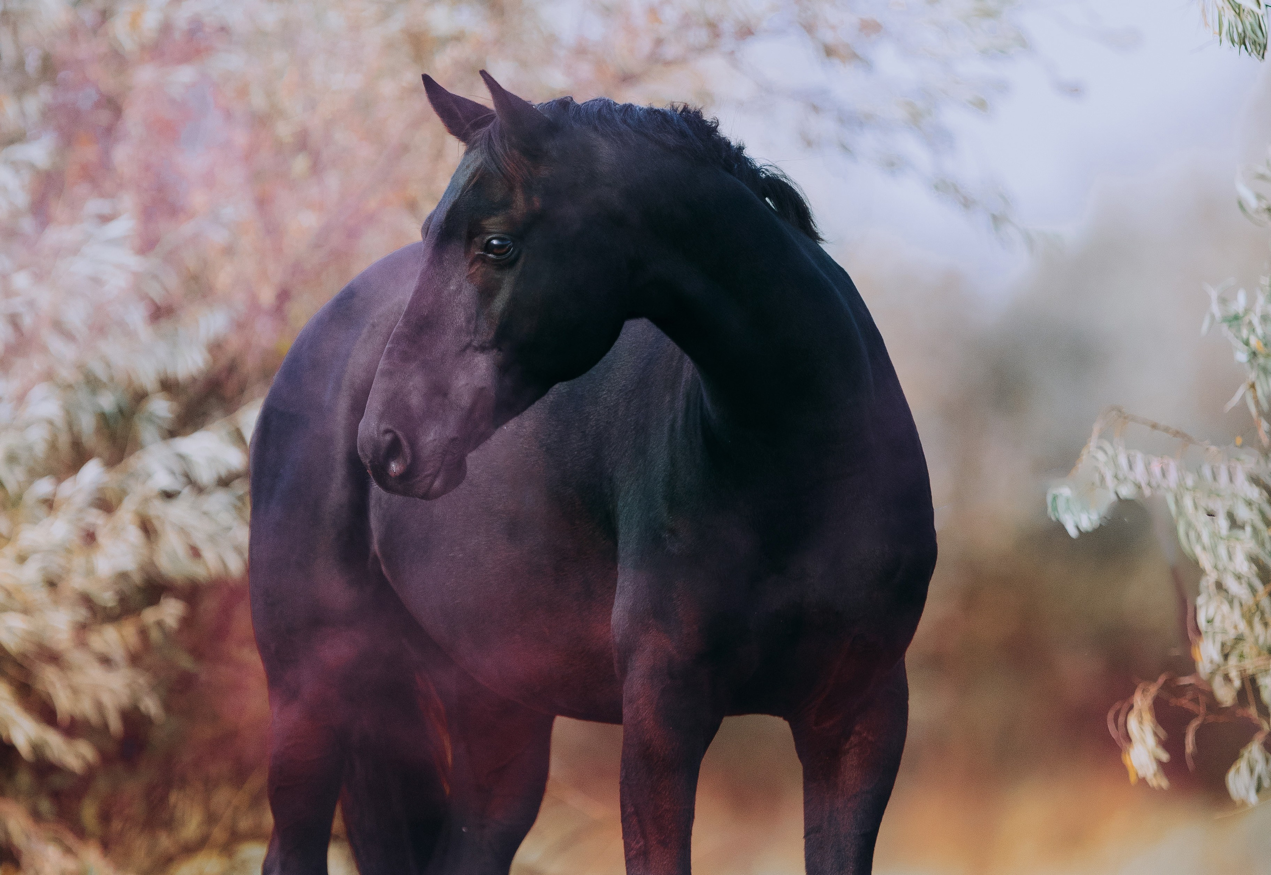 Разное. Фотограф-анималист Ксендзова Кристина