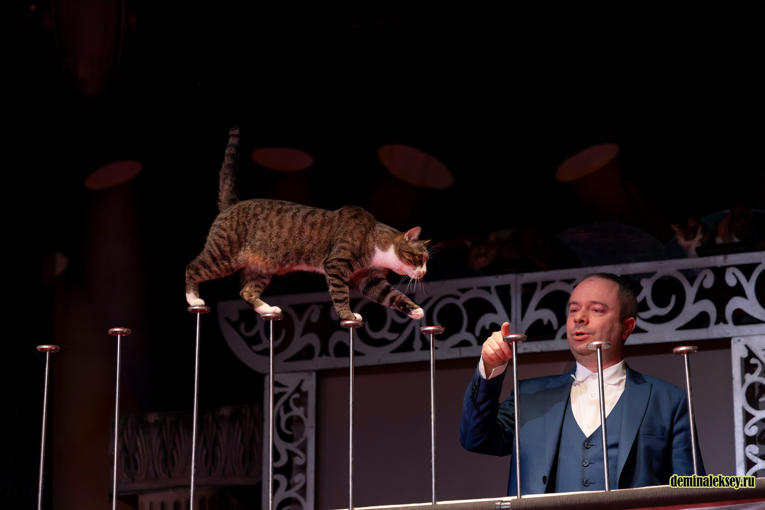 Театр кошек Куклачева 26 февраля 2025. Репортажный, семейный и студийный фотограф в Москве Демин Алексей