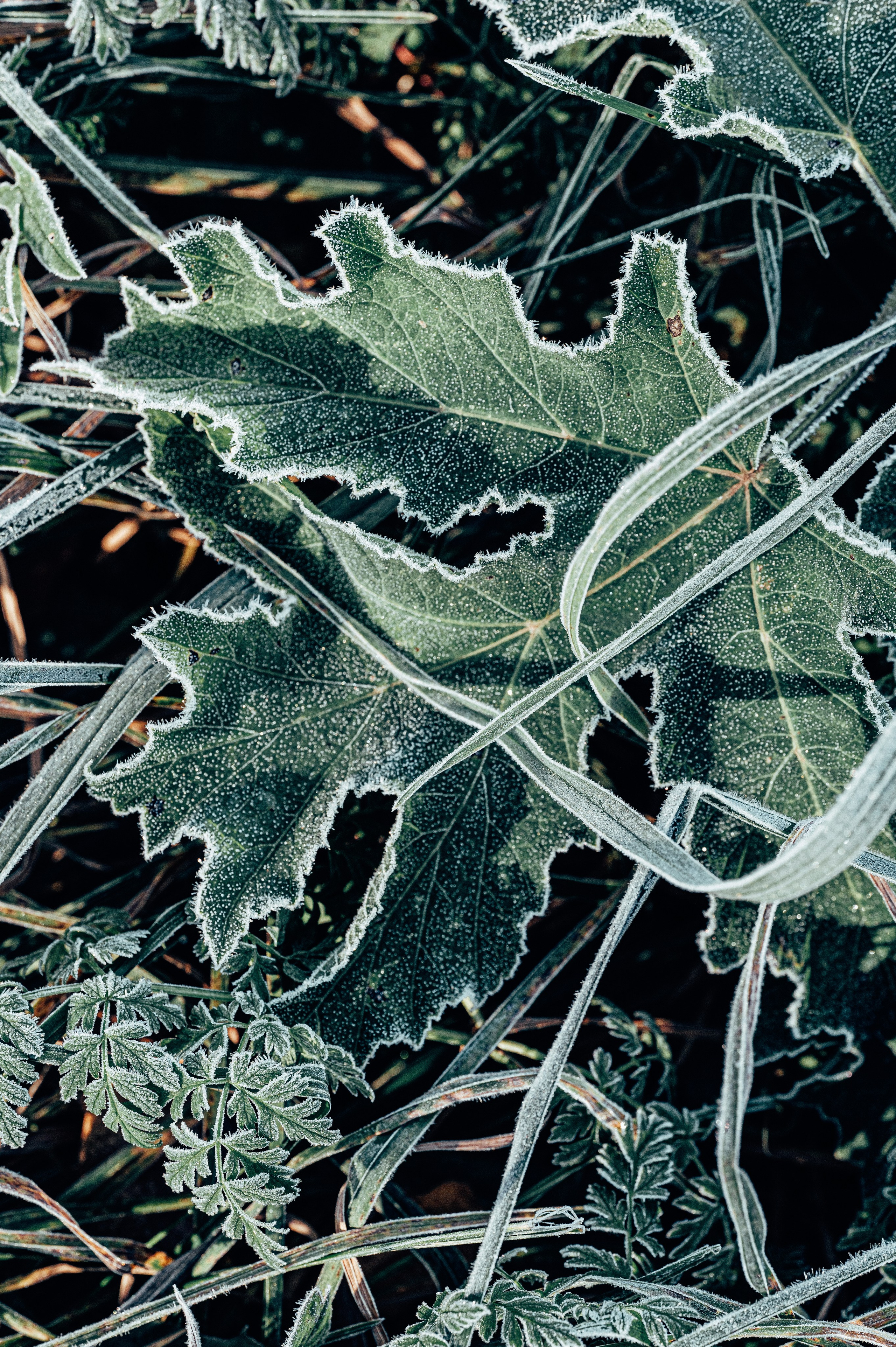 Природа. Максим Егоров, г. Ижевск. Репортажная, предметная съёмка и фуд-фотография