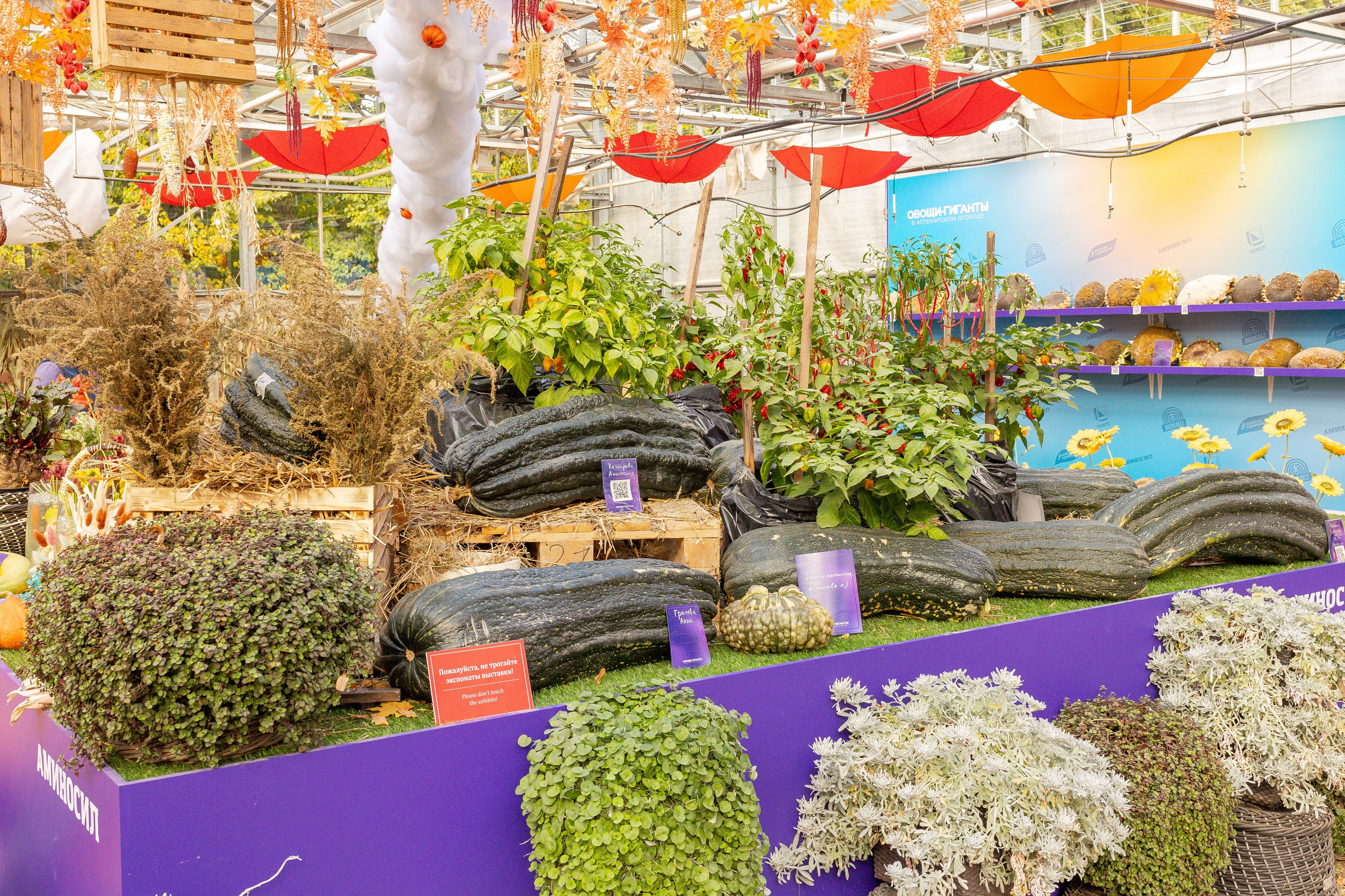 Овощи-гиганты. Александра Куликова фотограф, Москва