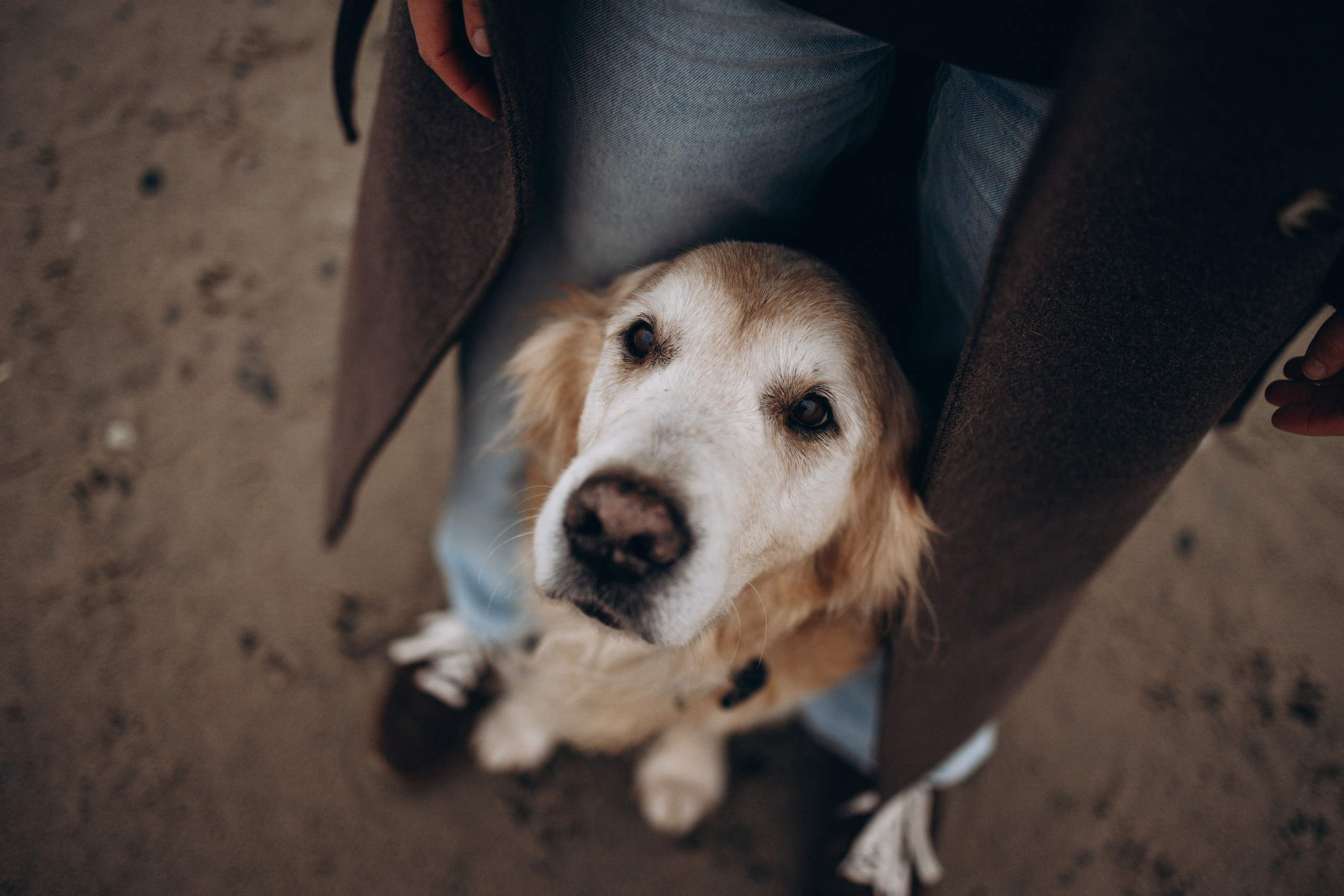 Юля и Максик. Фотограф — Анималист | Санкт-Петербург