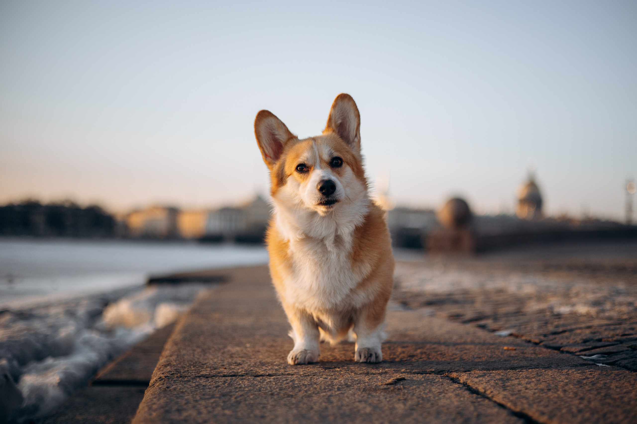 Настя и Ева. Фотограф — Анималист | Санкт-Петербург