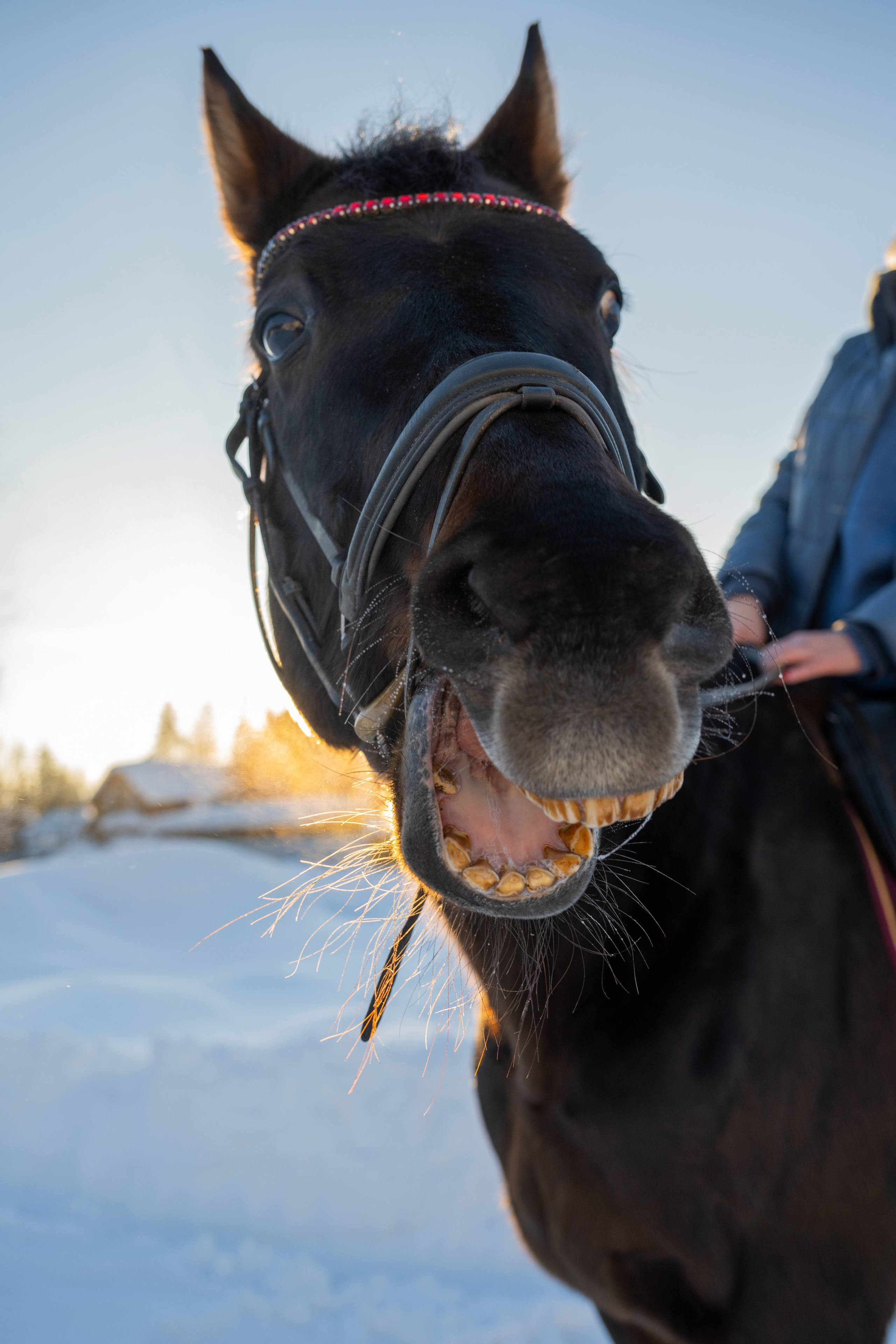 Конные прогулки. Фотограф в Санкт-Петербурге Александра Ладыгина