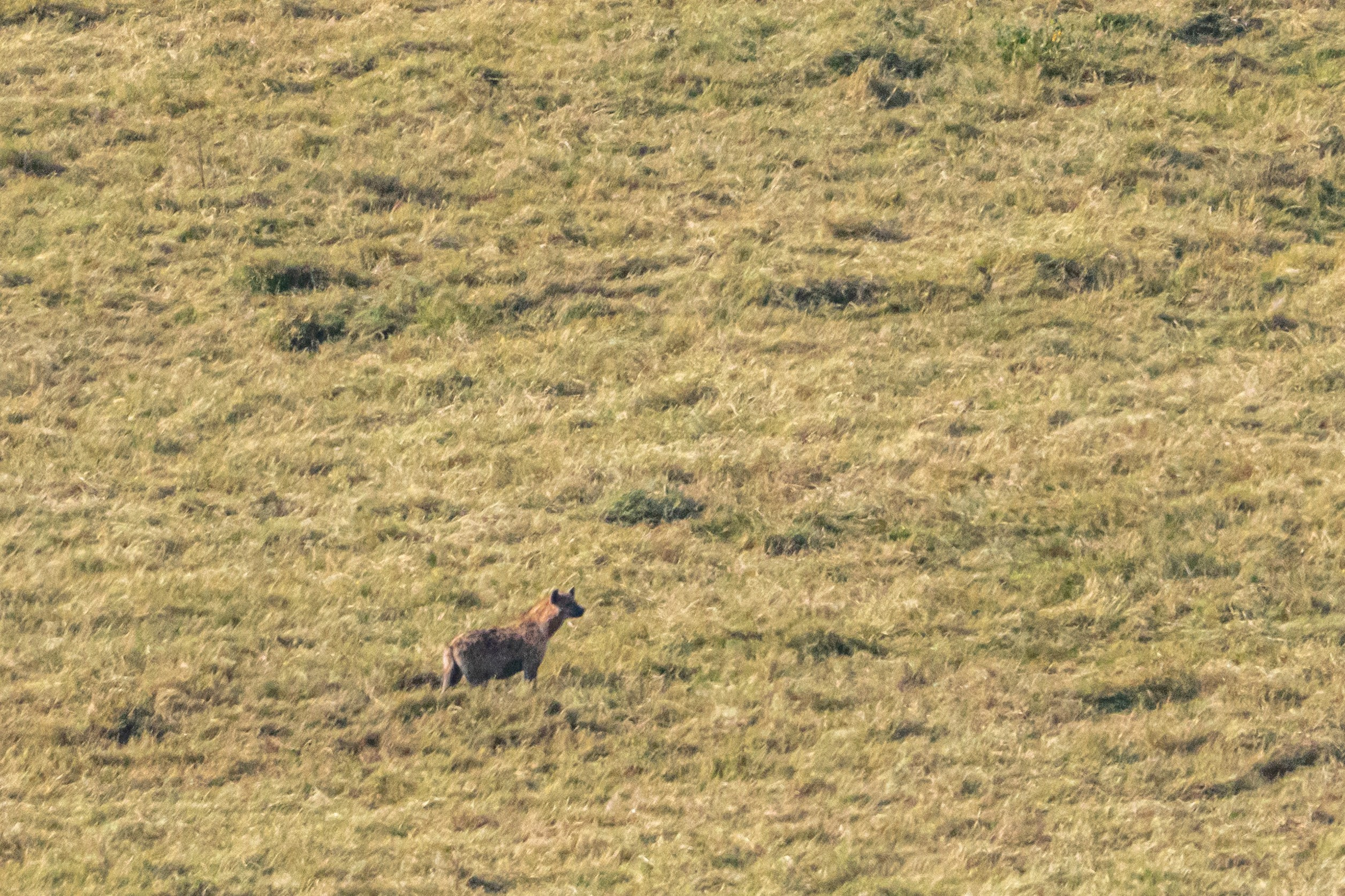 Танзания, сафари, 2025. Творческие сьемки