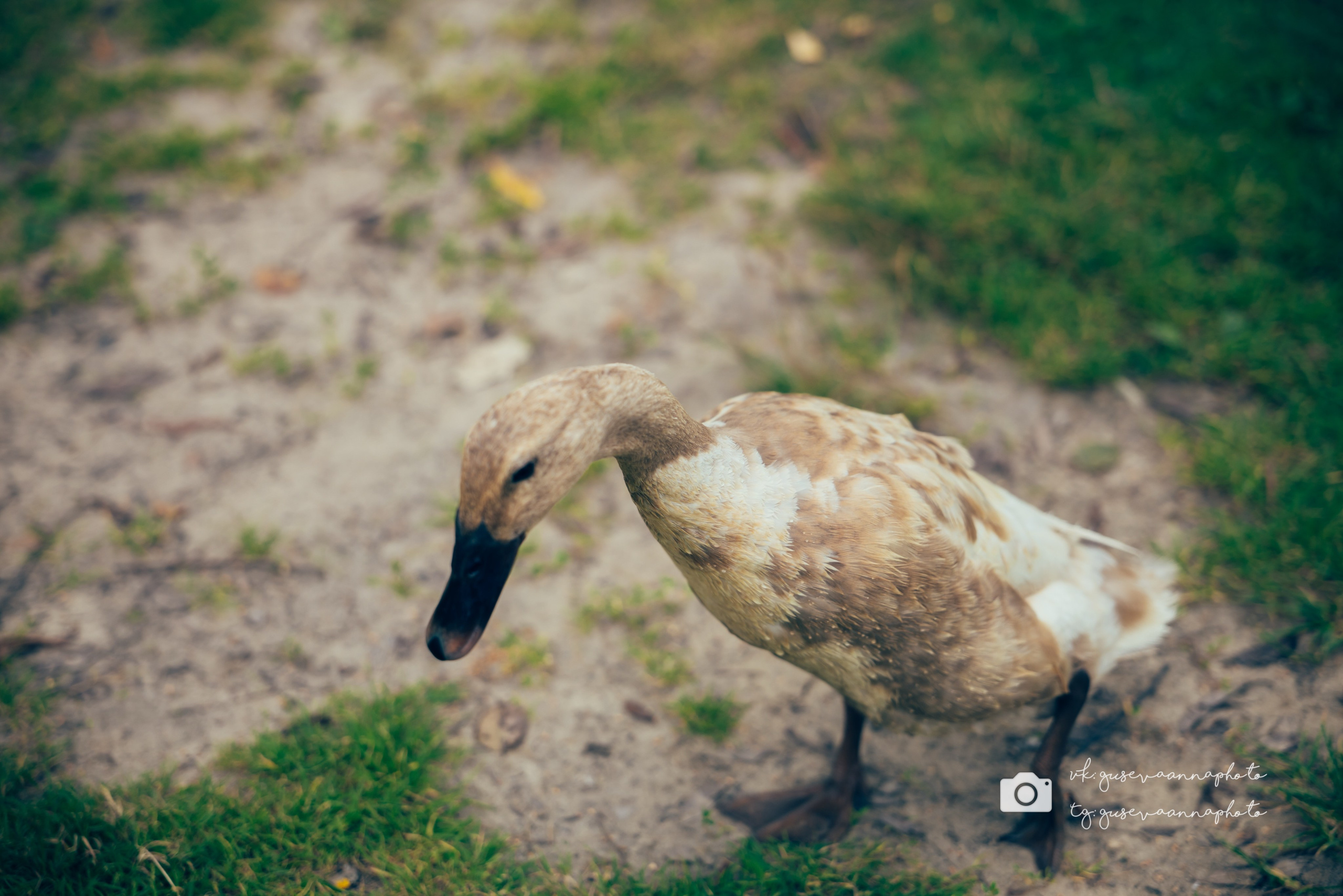 Свадебные съемки. Фотограф в Старом Осколе Гусева Анна