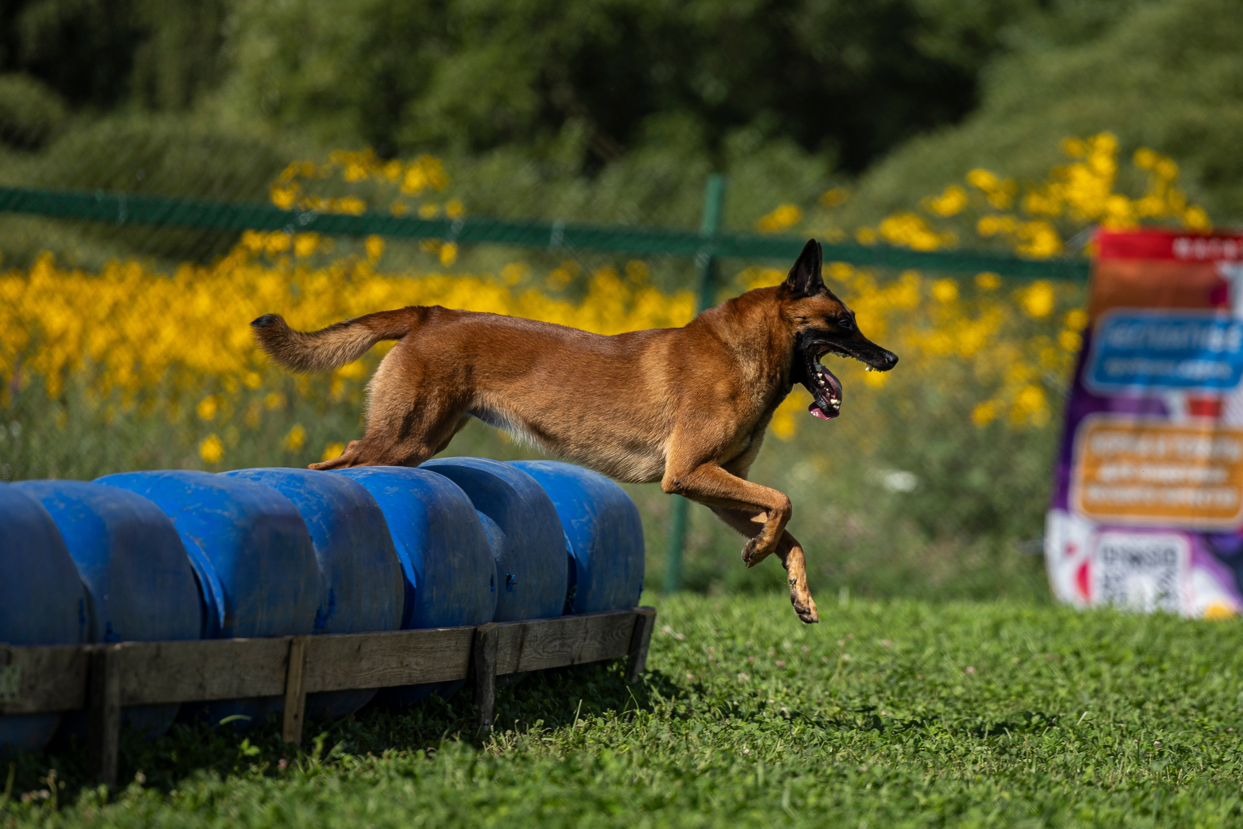 Соревнования по Мондьорингу г. Вологда 10-11.08.2024. Фотограф-анималист Анна Маринич