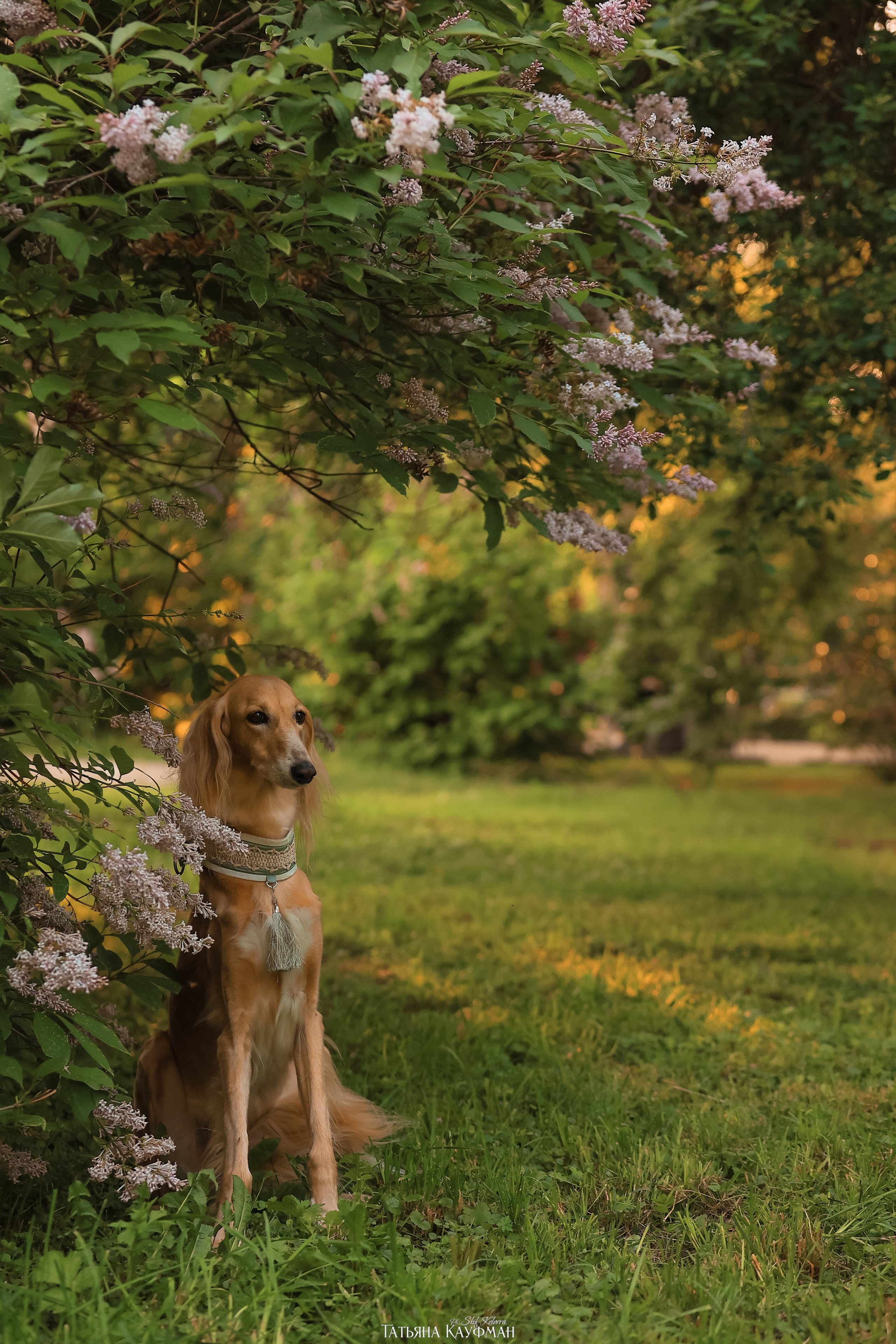 Салюки, фотография салюки, собака в цветах, красивая собака, фотограф анималист, фотокурс Анималистика, научиться фотографировать собак