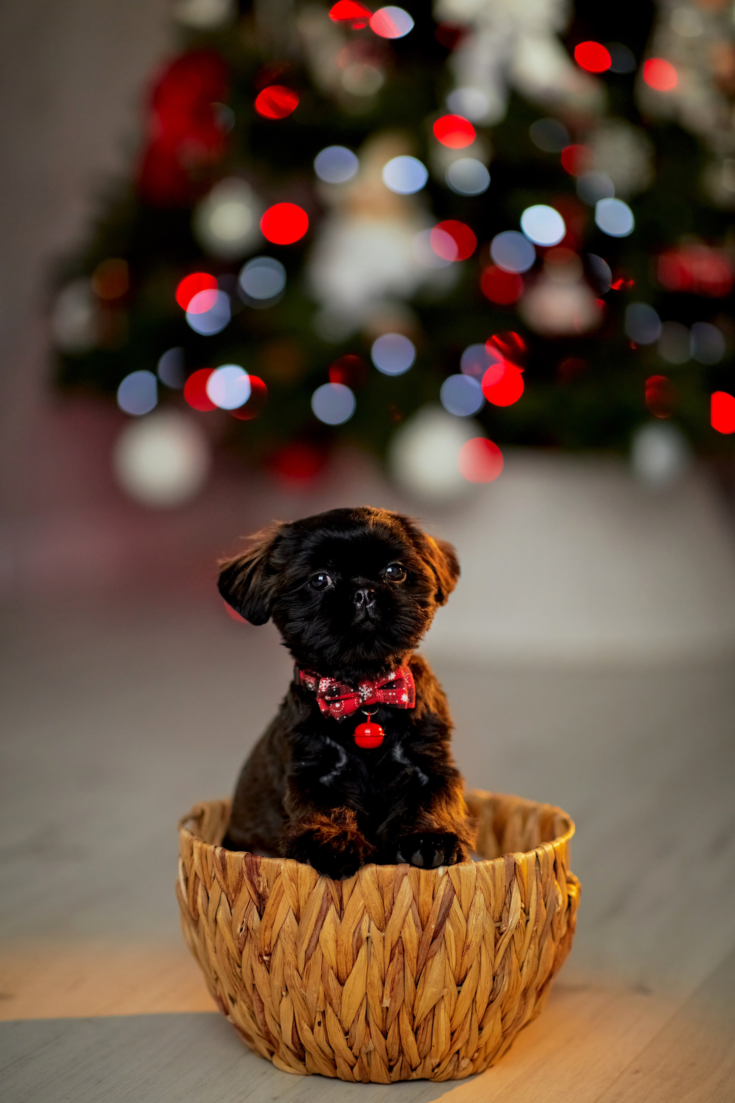 Новый год. Семейный и детский фотограф в Ярославле Юлия Галашина