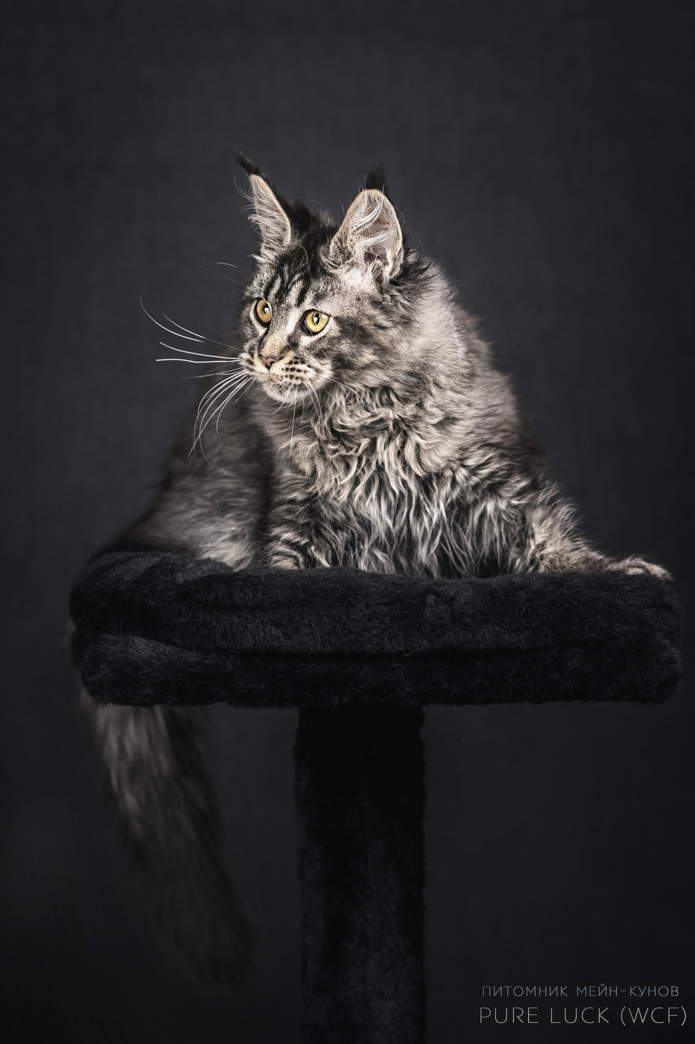 Куны. Фотограф анималист Аня Ливанова | Рыбинск