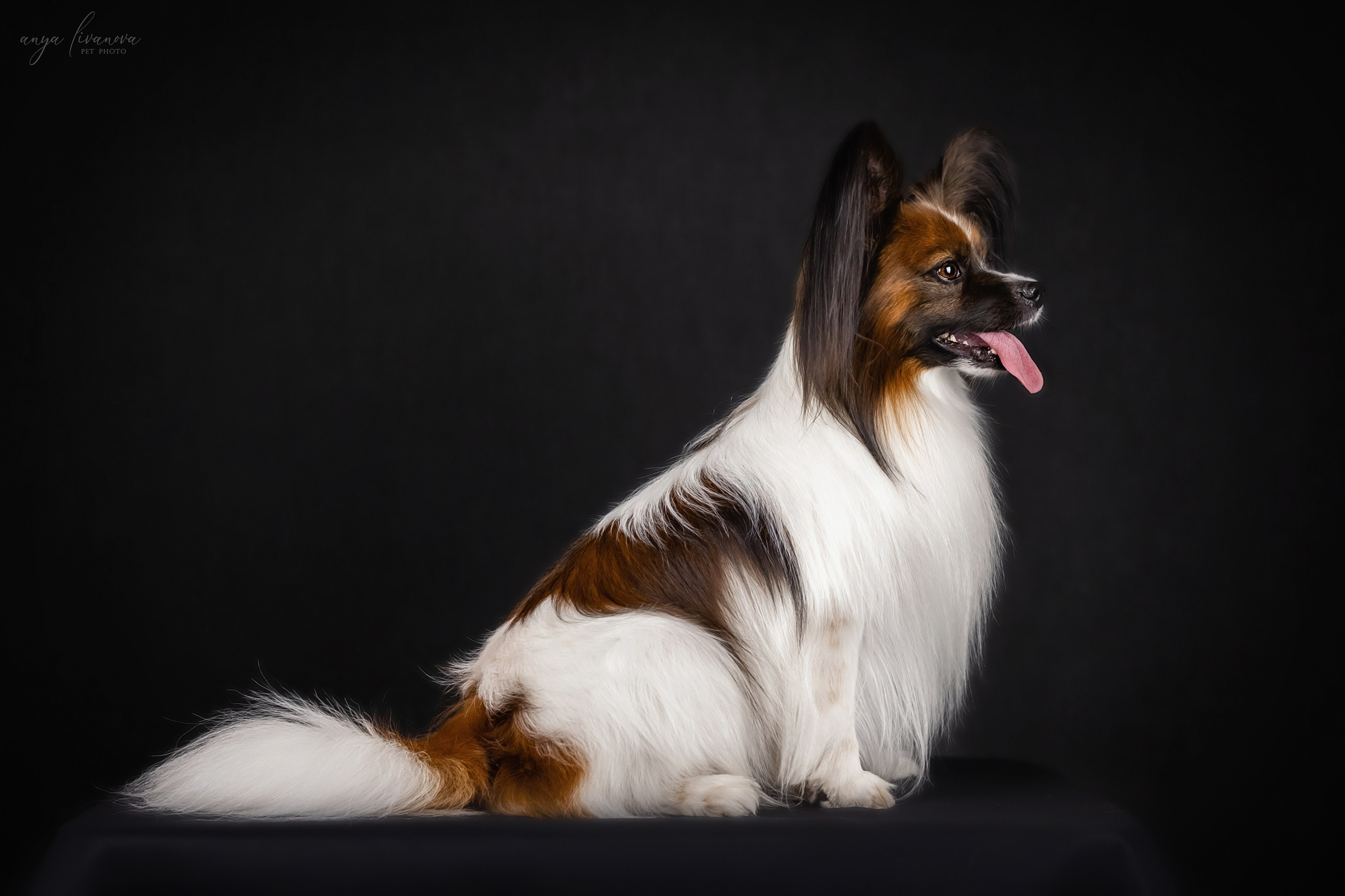 Террик. Фотограф анималист Аня Ливанова | Рыбинск