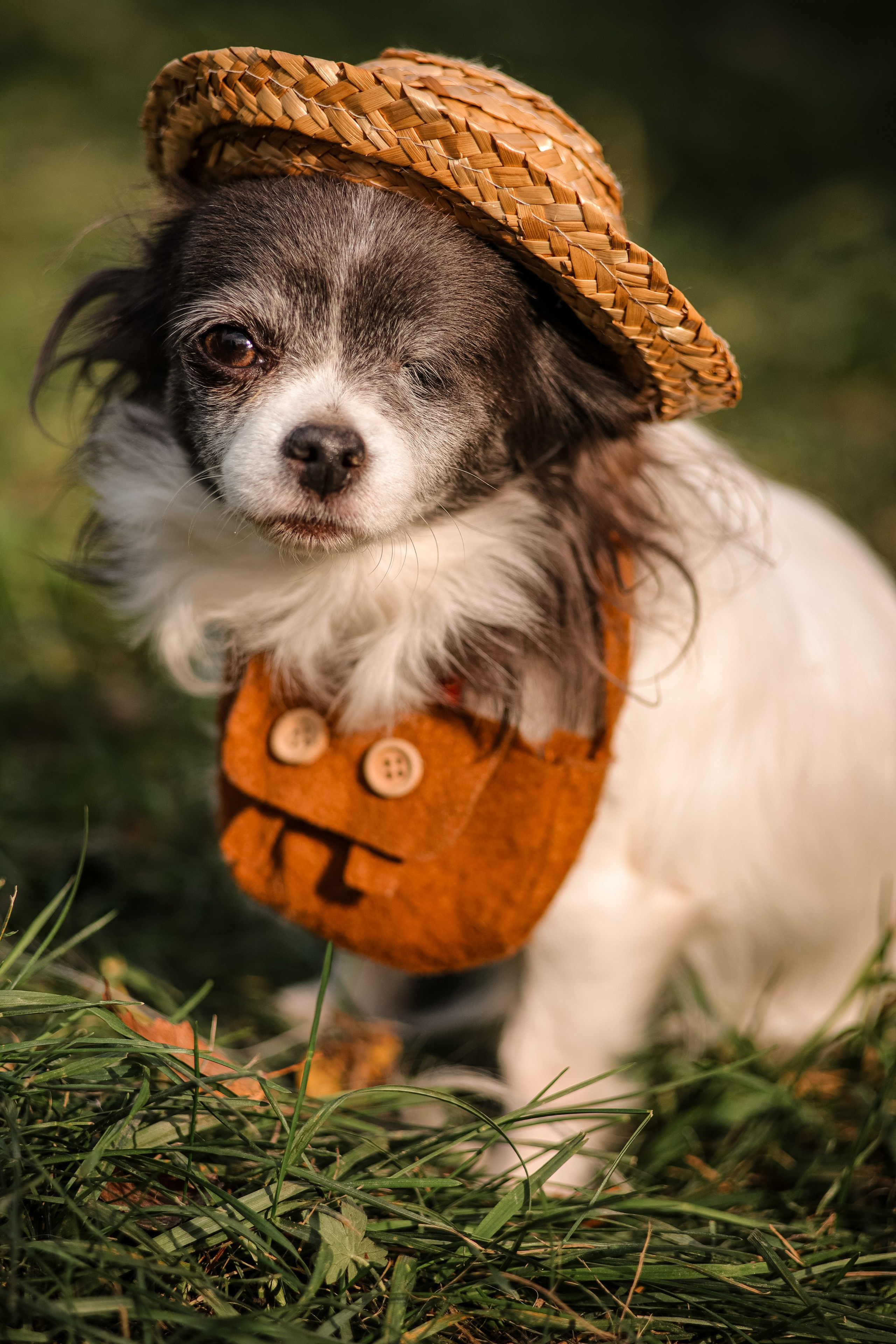 Собаки. Фотограф Ольга Мурзина