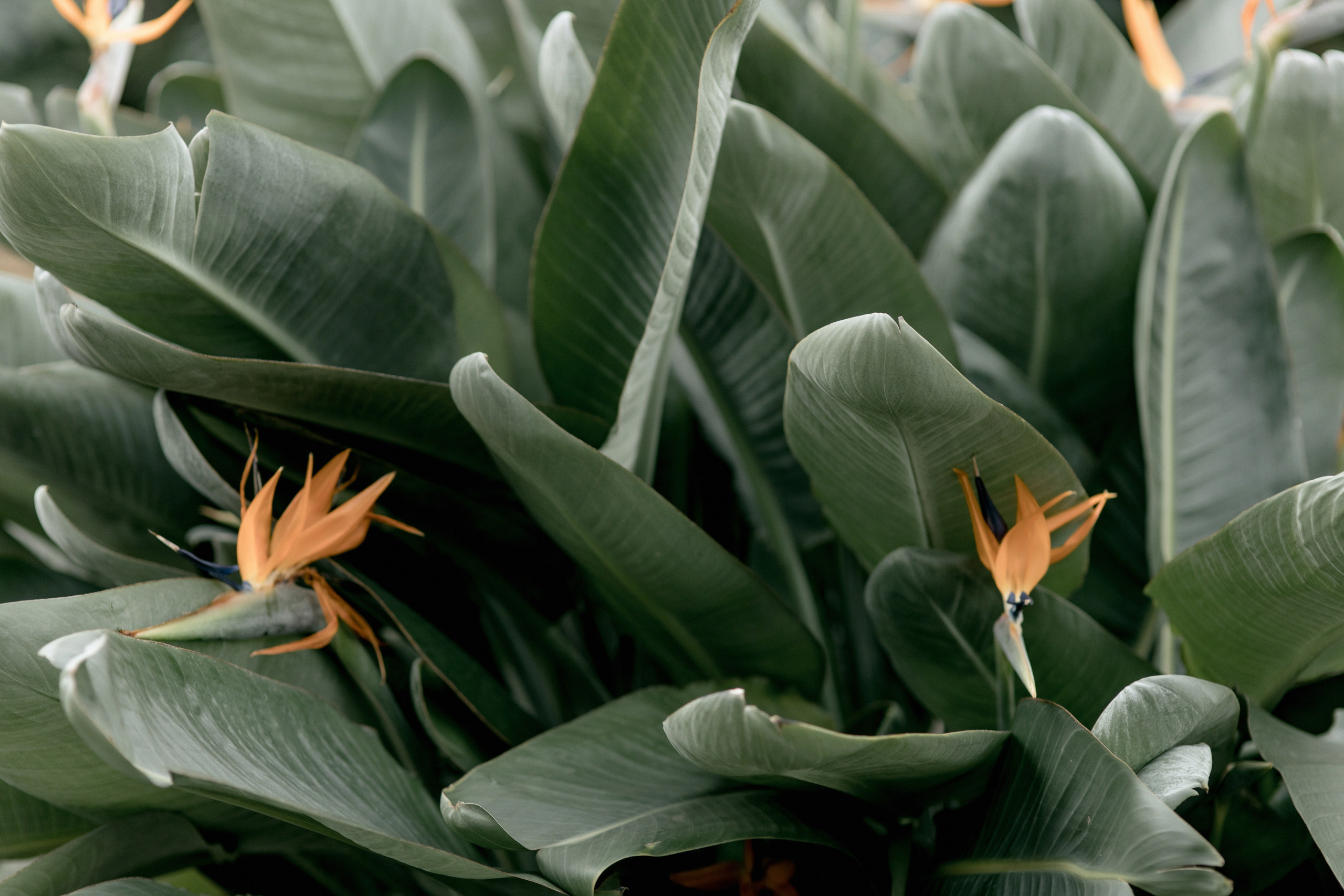 Оранжерея Таврического сада. Свадебный фотограф Москва