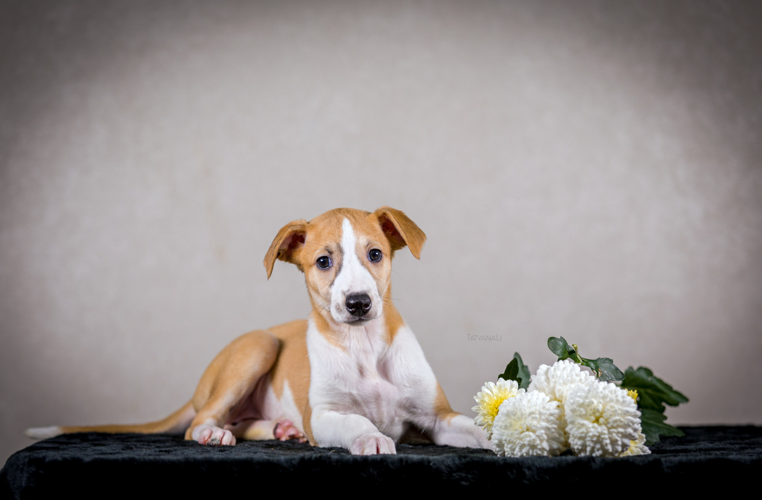 Уиппет. Фотограф — анималист Татьяна Ли