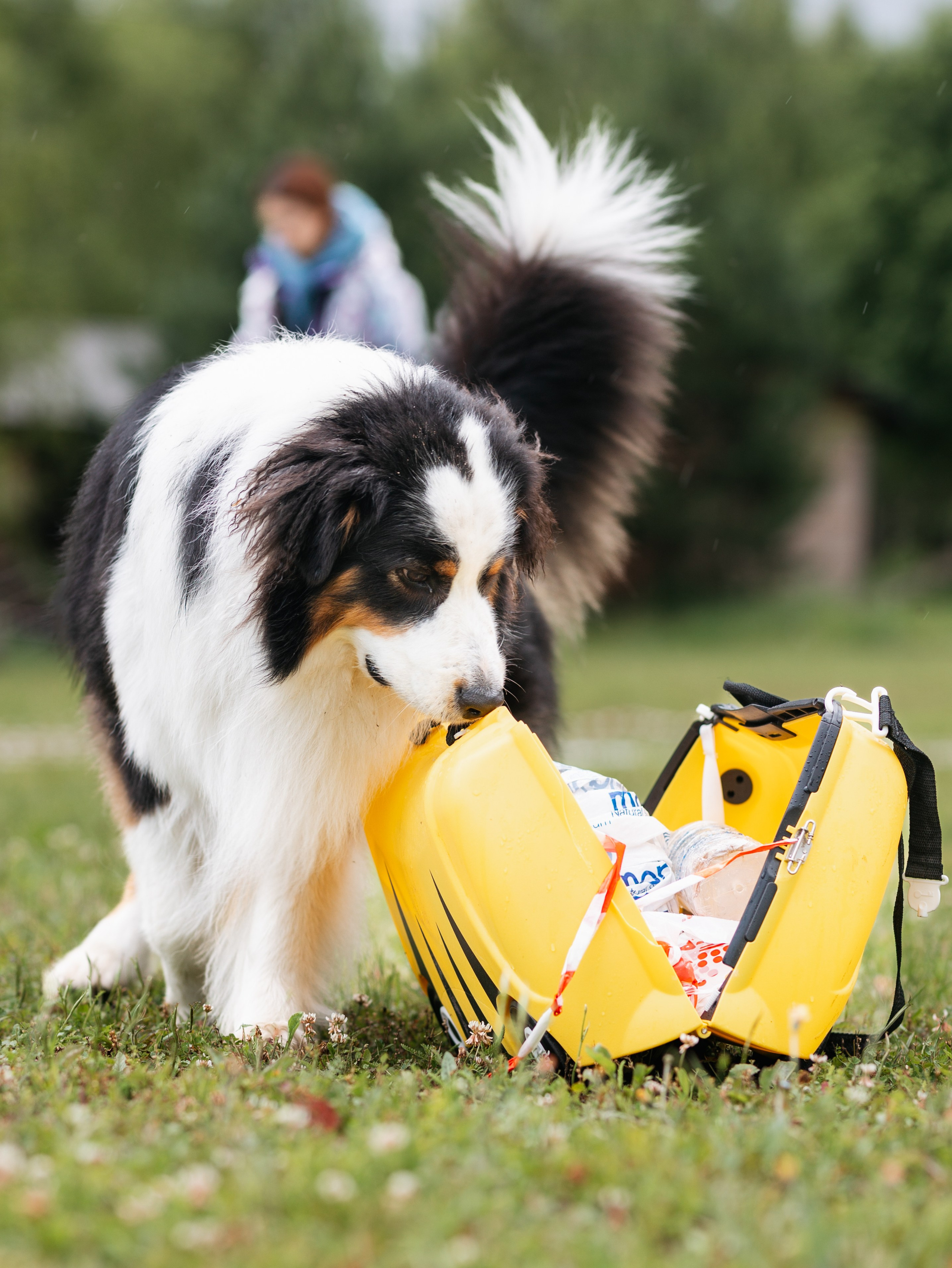 Лагерь ноузворк. Фотограф-анималист в Москве Кириллова Татьяна